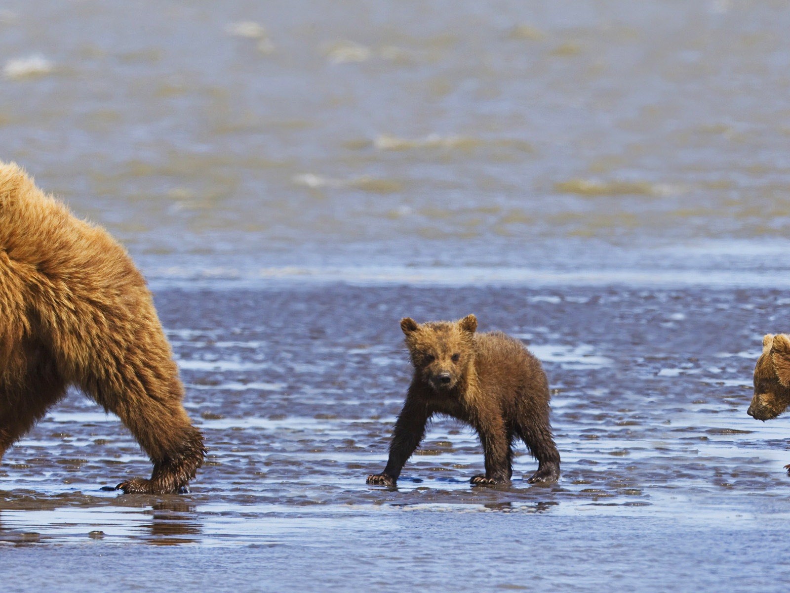 動物的世界，Windows 8 全景寬屏壁紙 #3 - 1600x1200