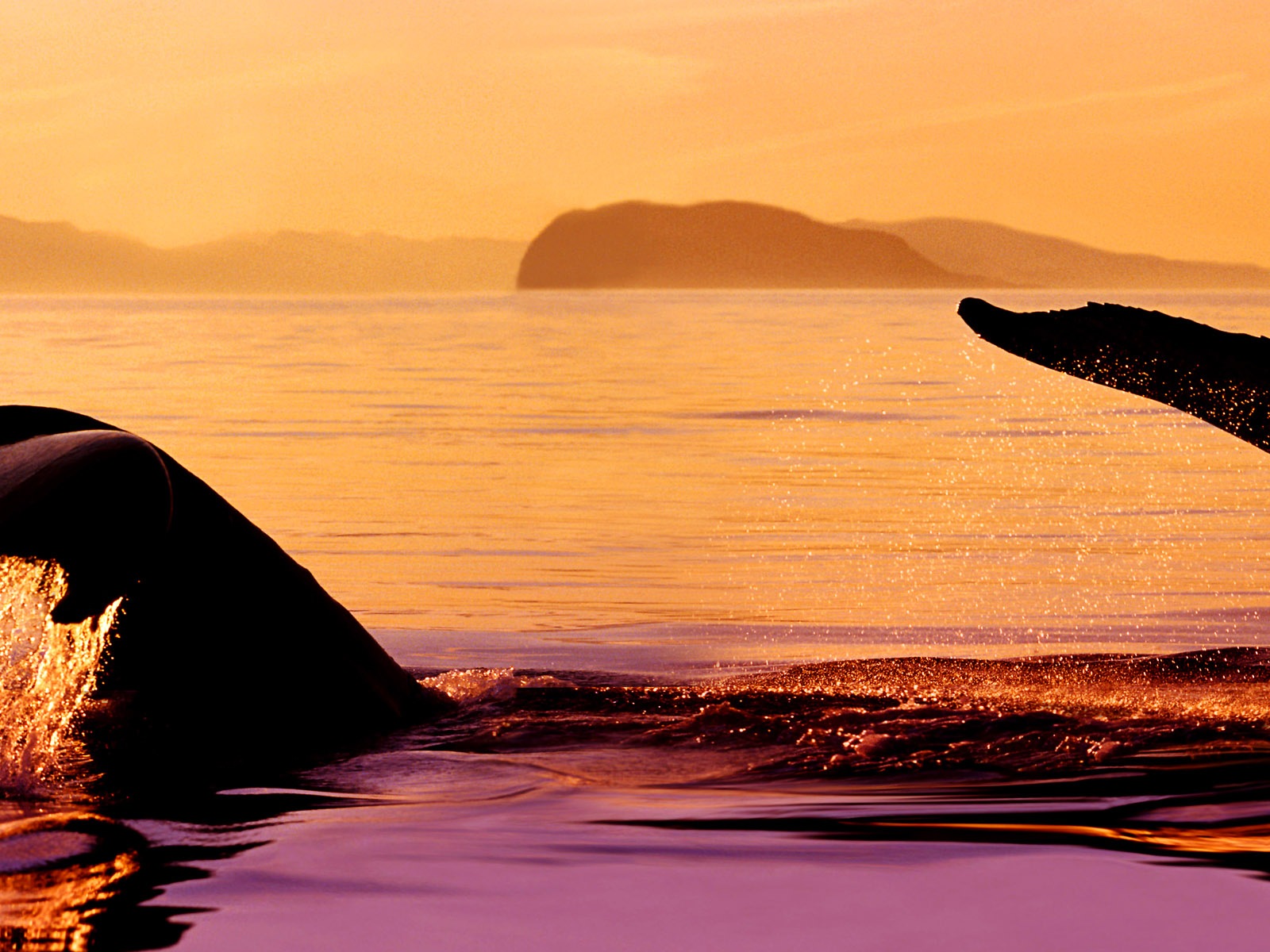 動物的世界，Windows 8 全景寬屏壁紙 #4 - 1600x1200