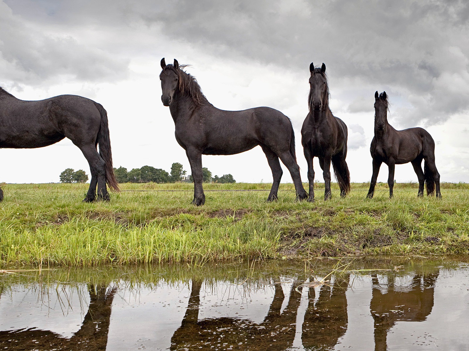 Tierwelt, Windows 8 Panorama-Widescreen-Wallpaper #7 - 1600x1200