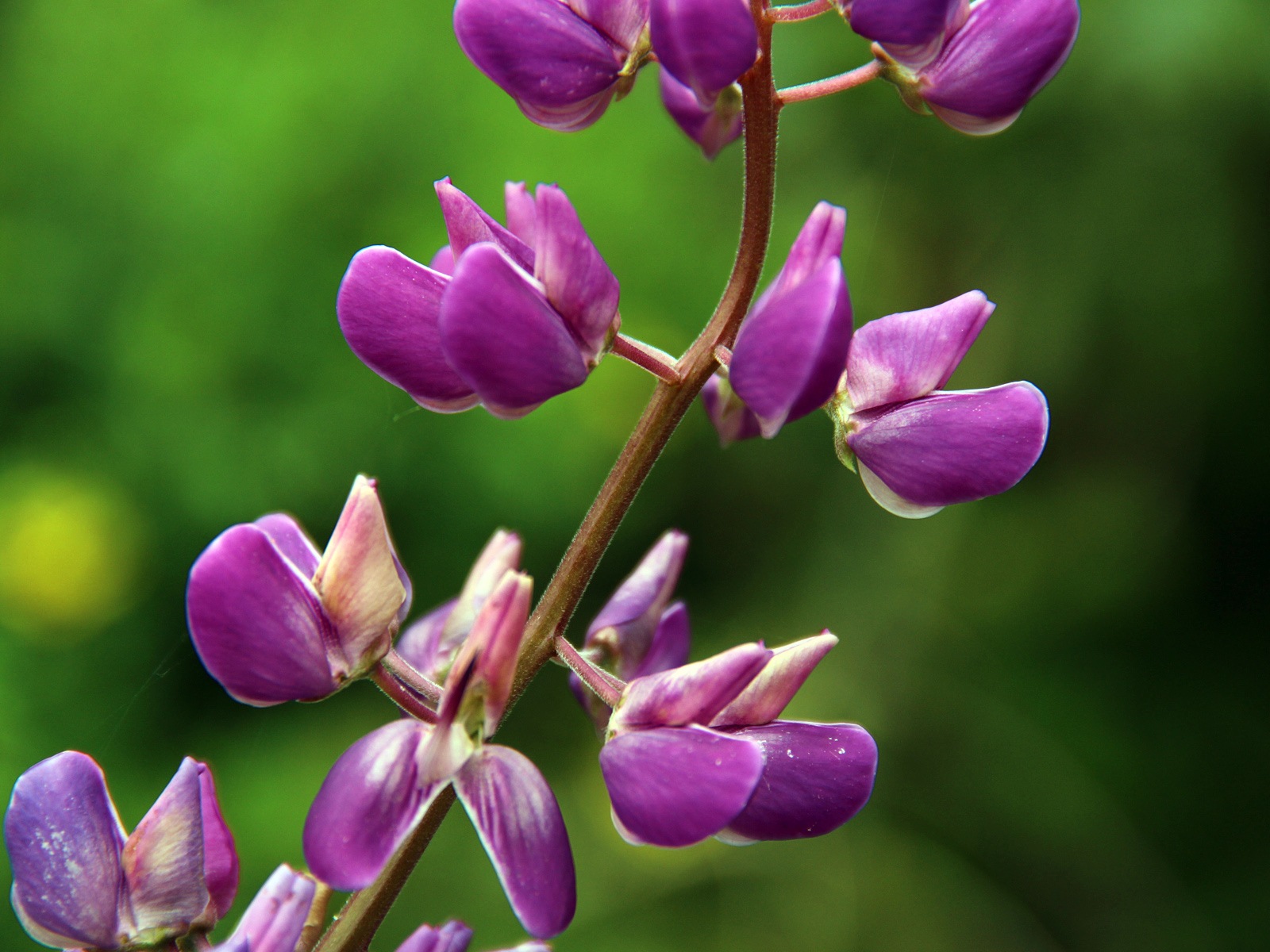 Colorful flowers close-up, Windows 8 HD wallpapers #4 - 1600x1200