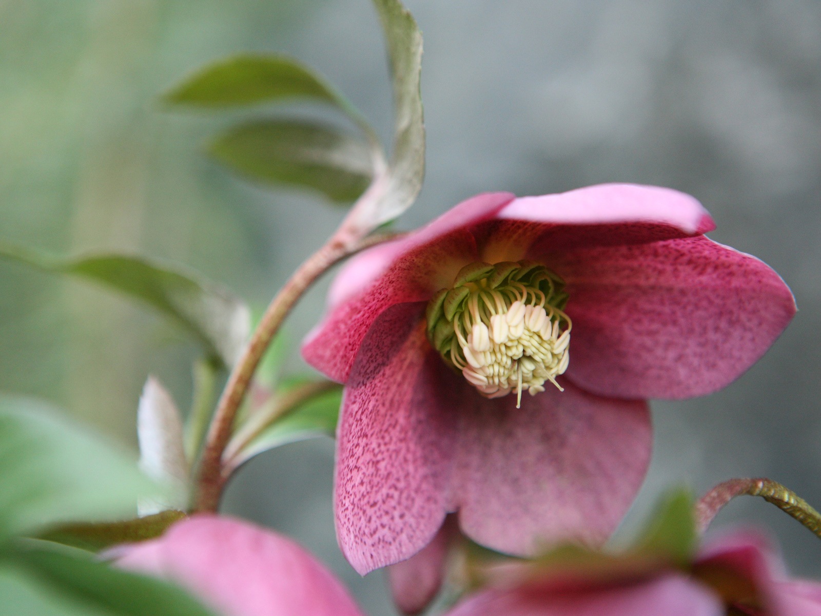 五顏六色的鮮花特寫，Windows 8 高清壁紙 #5 - 1600x1200