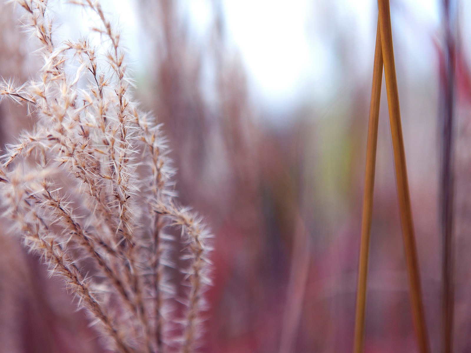 五顏六色的鮮花特寫，Windows 8 高清壁紙 #6 - 1600x1200