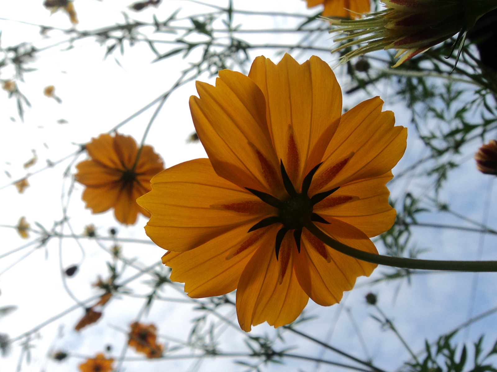五顏六色的鮮花特寫，Windows 8 高清壁紙 #11 - 1600x1200
