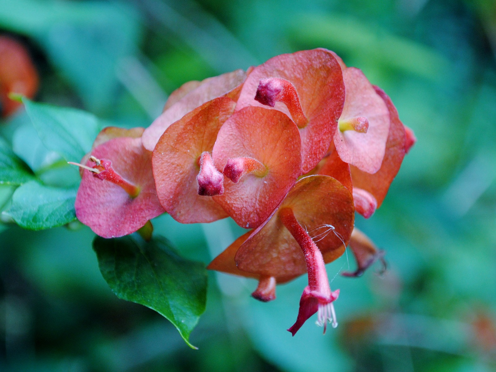 五顏六色的鮮花特寫，Windows 8 高清壁紙 #16 - 1600x1200