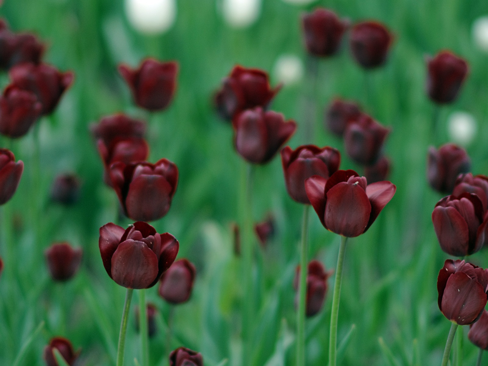 五顏六色的鮮花特寫，Windows 8 高清壁紙 #18 - 1600x1200