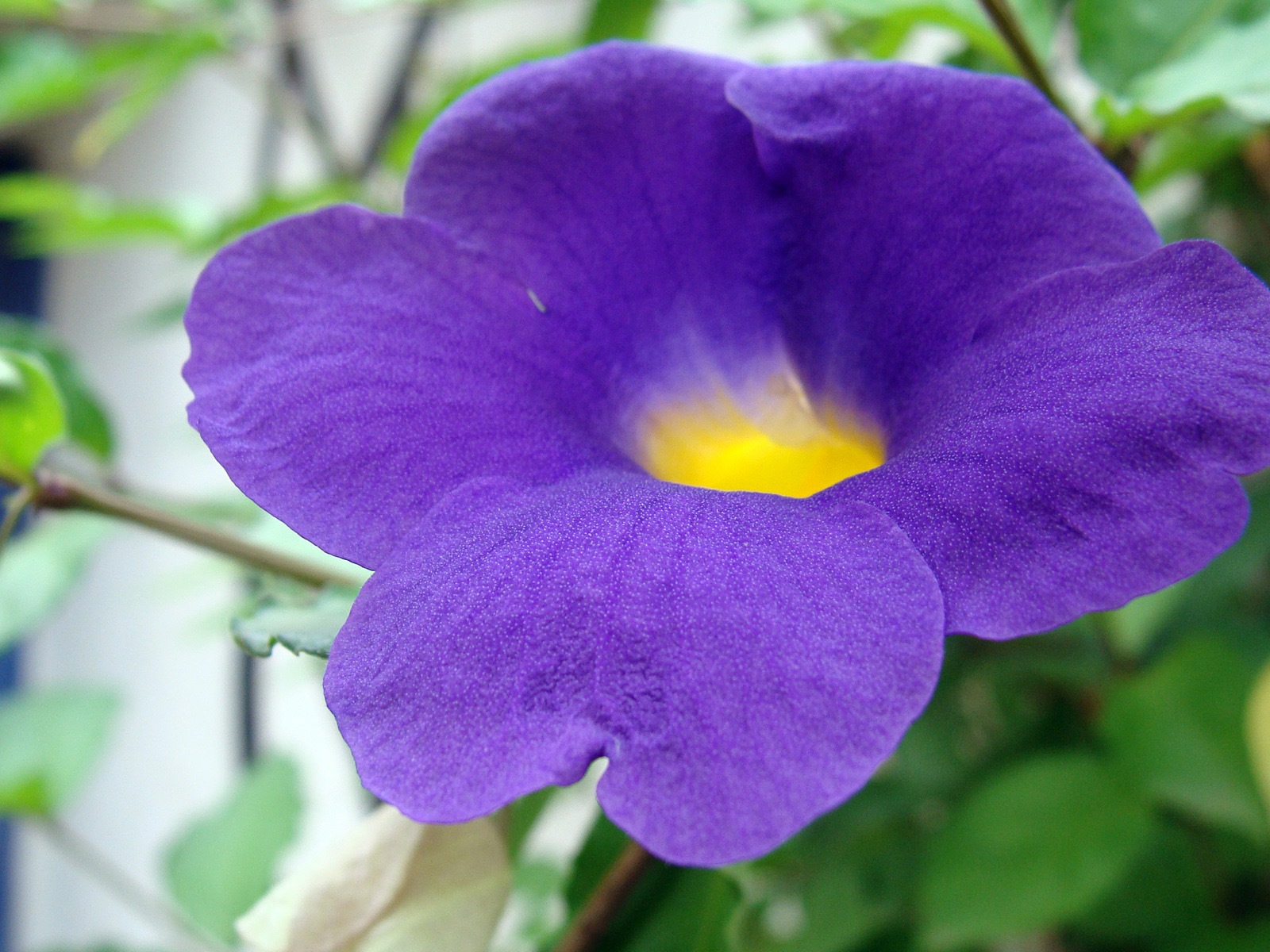 五顏六色的鮮花特寫，Windows 8 高清壁紙 #20 - 1600x1200