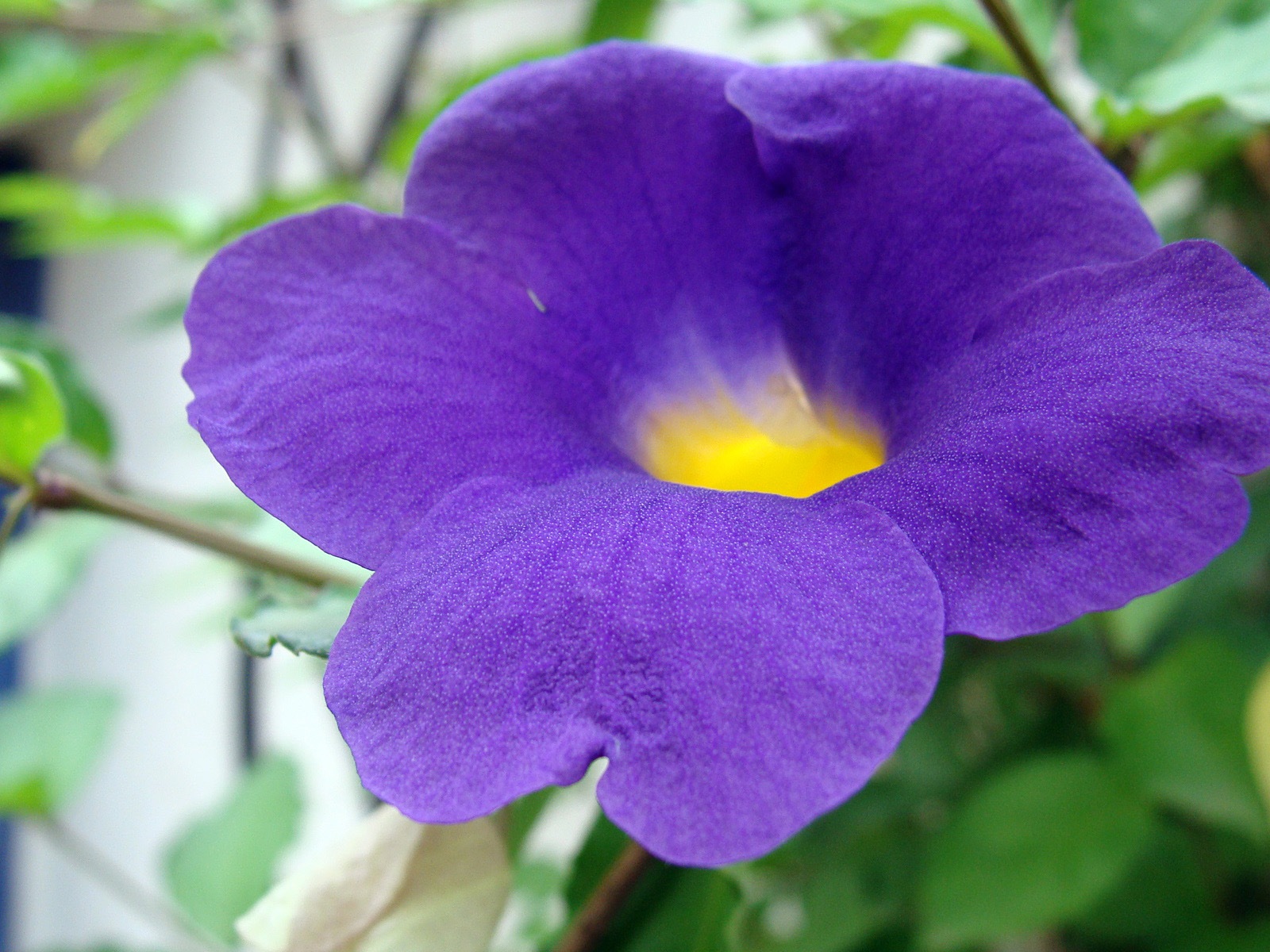 Fleurs colorées close-up, de Windows 8 fonds d'écran HD #20 - 1600x1200