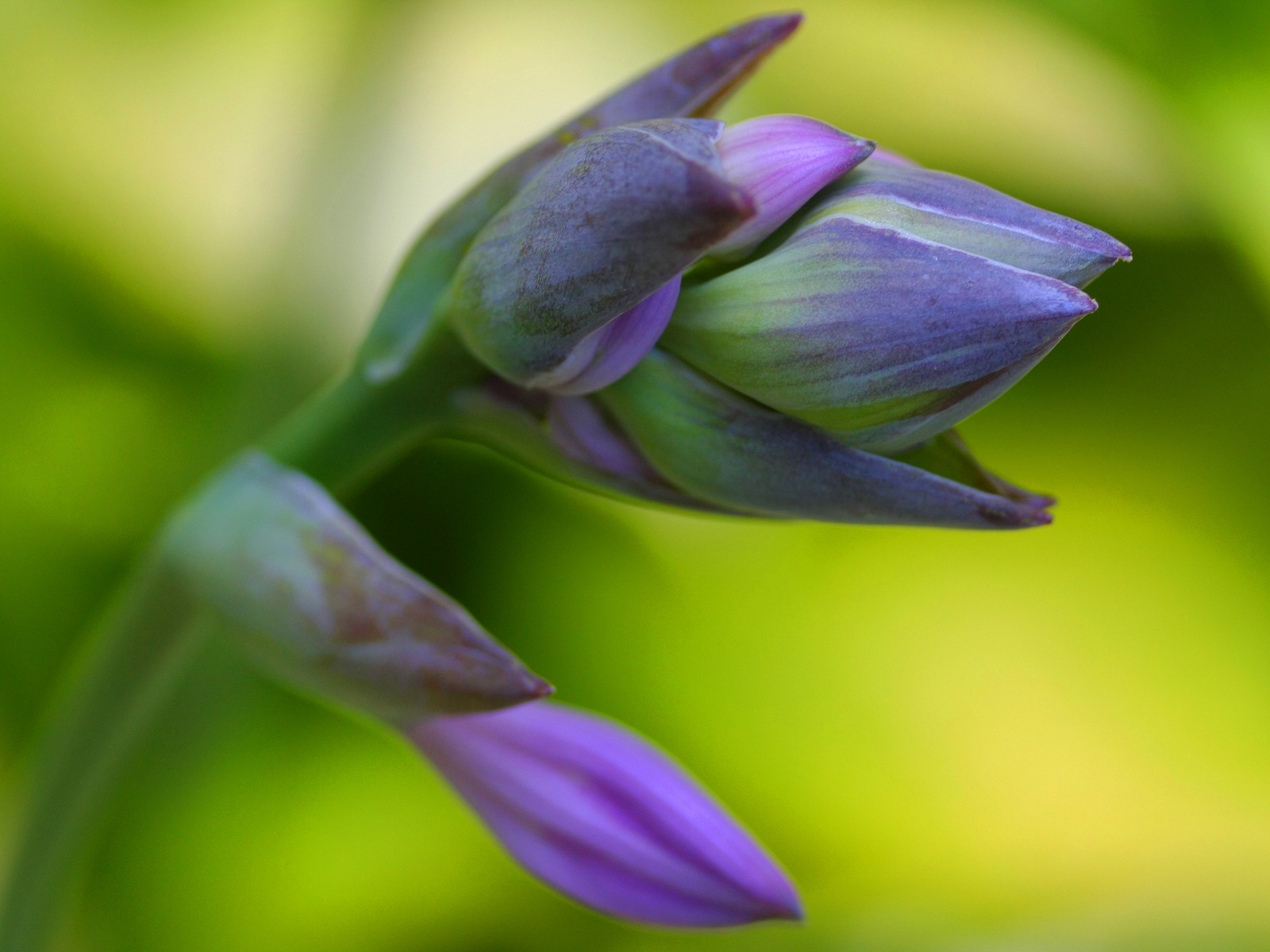 五顏六色的鮮花特寫，Windows 8 高清壁紙 #21 - 1600x1200