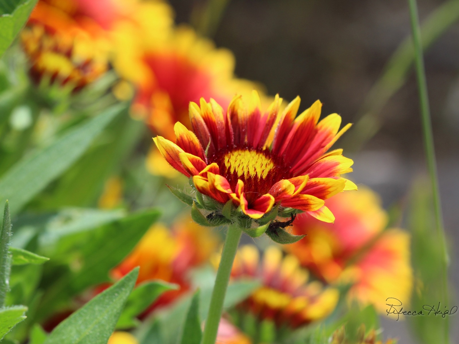 春の花が咲く、Windowsの8テーマの壁紙 #1 - 1600x1200