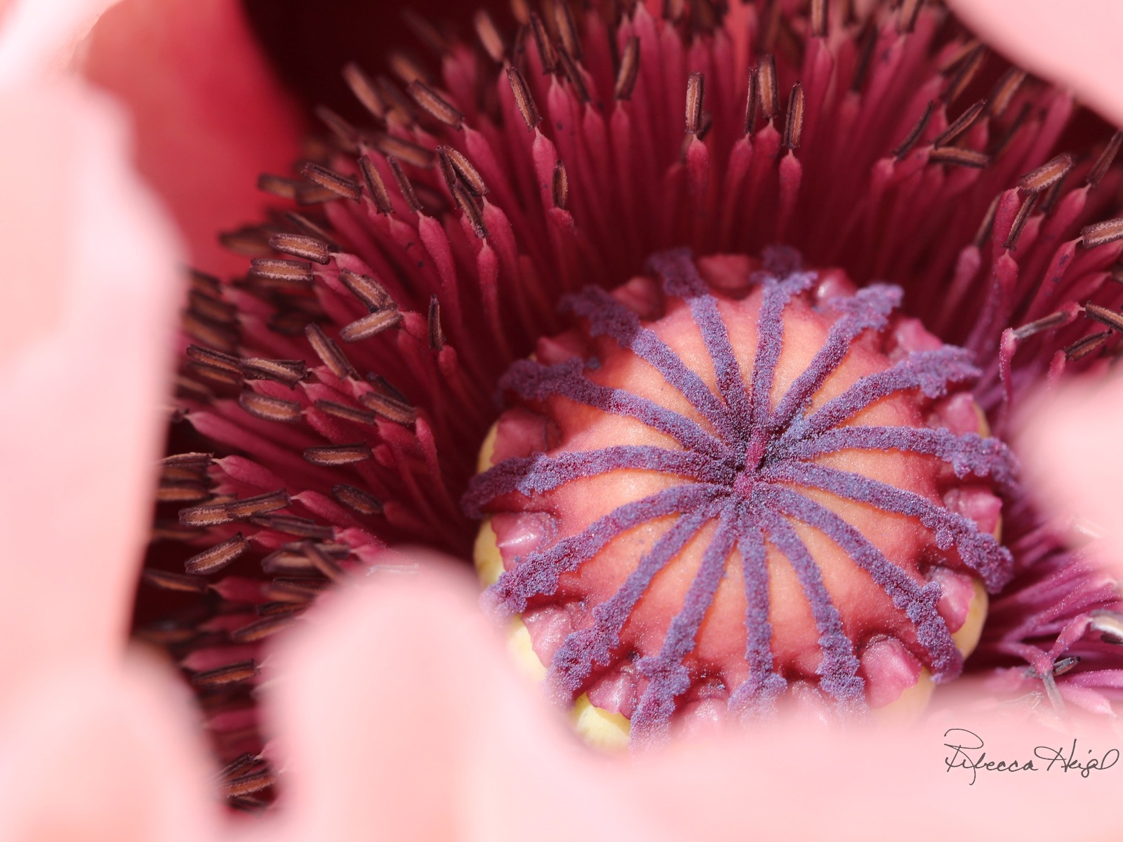 春暖花開，Windows 8 主題壁紙 #2 - 1600x1200