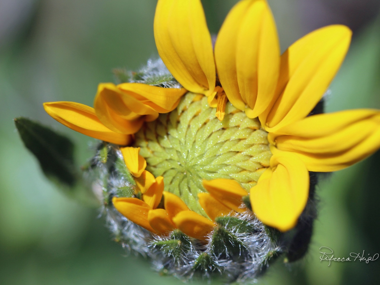 春暖花開，Windows 8 主題壁紙 #4 - 1600x1200