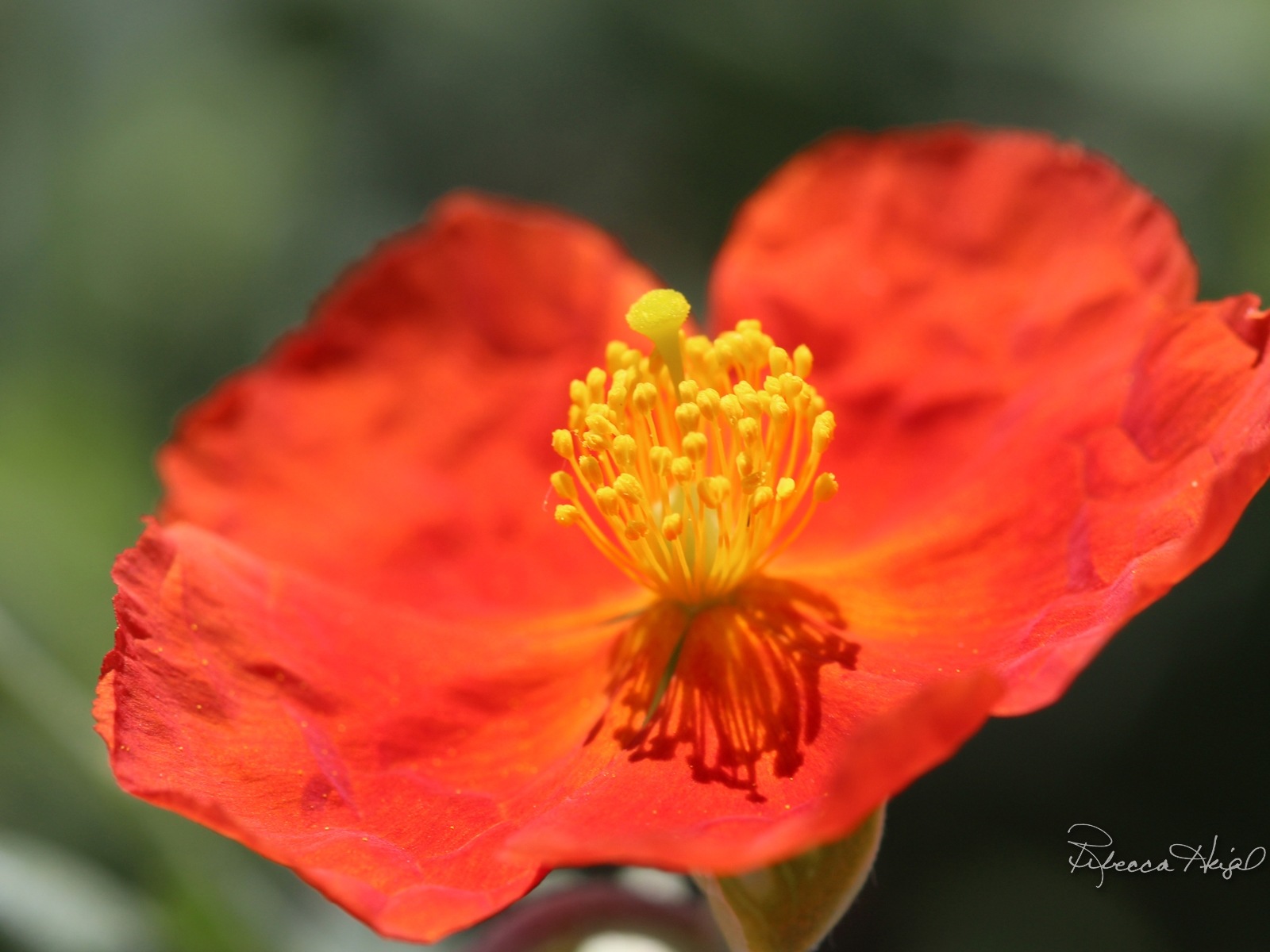 春暖花開，Windows 8 主題壁紙 #5 - 1600x1200