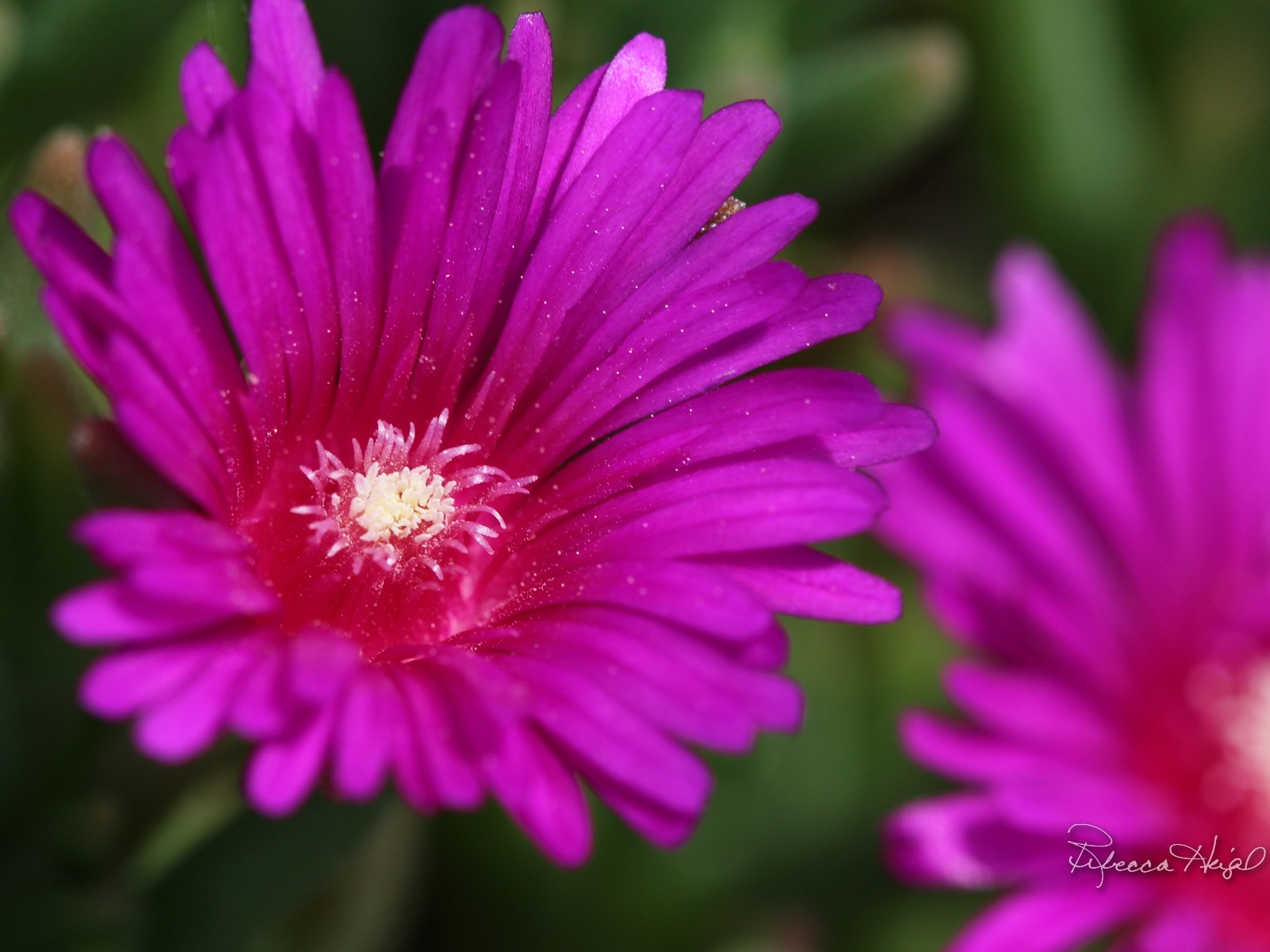 봄 꽃의 꽃, 윈도우 8 테마 배경 화면 #14 - 1600x1200