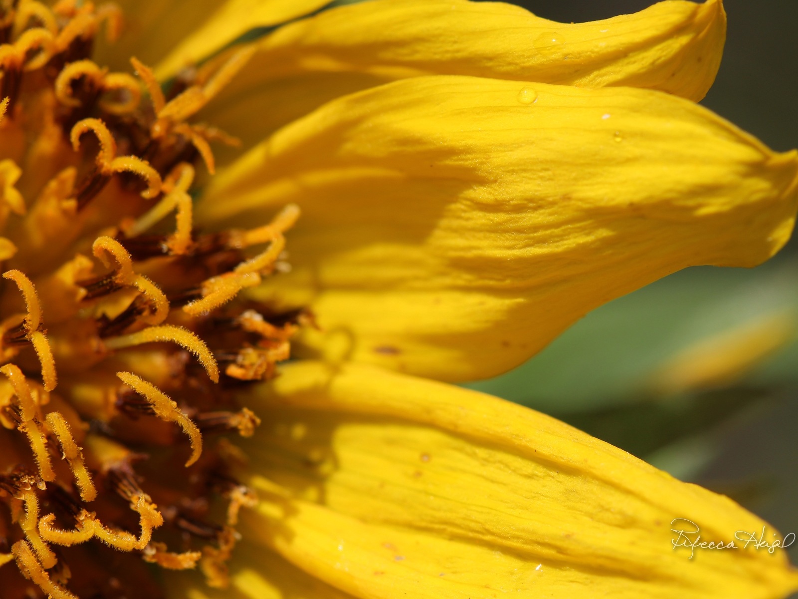 Spring flowers bloom, Windows 8 theme wallpaper #18 - 1600x1200
