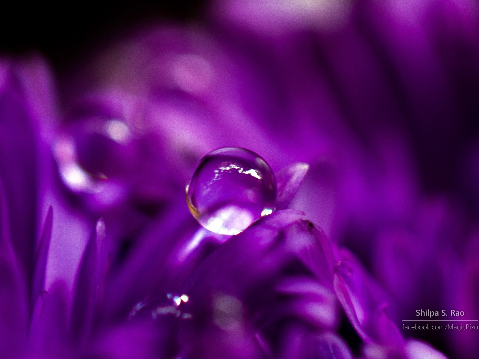 鮮花與露珠特寫，Windows 8 高清壁紙 #1 - 1600x1200