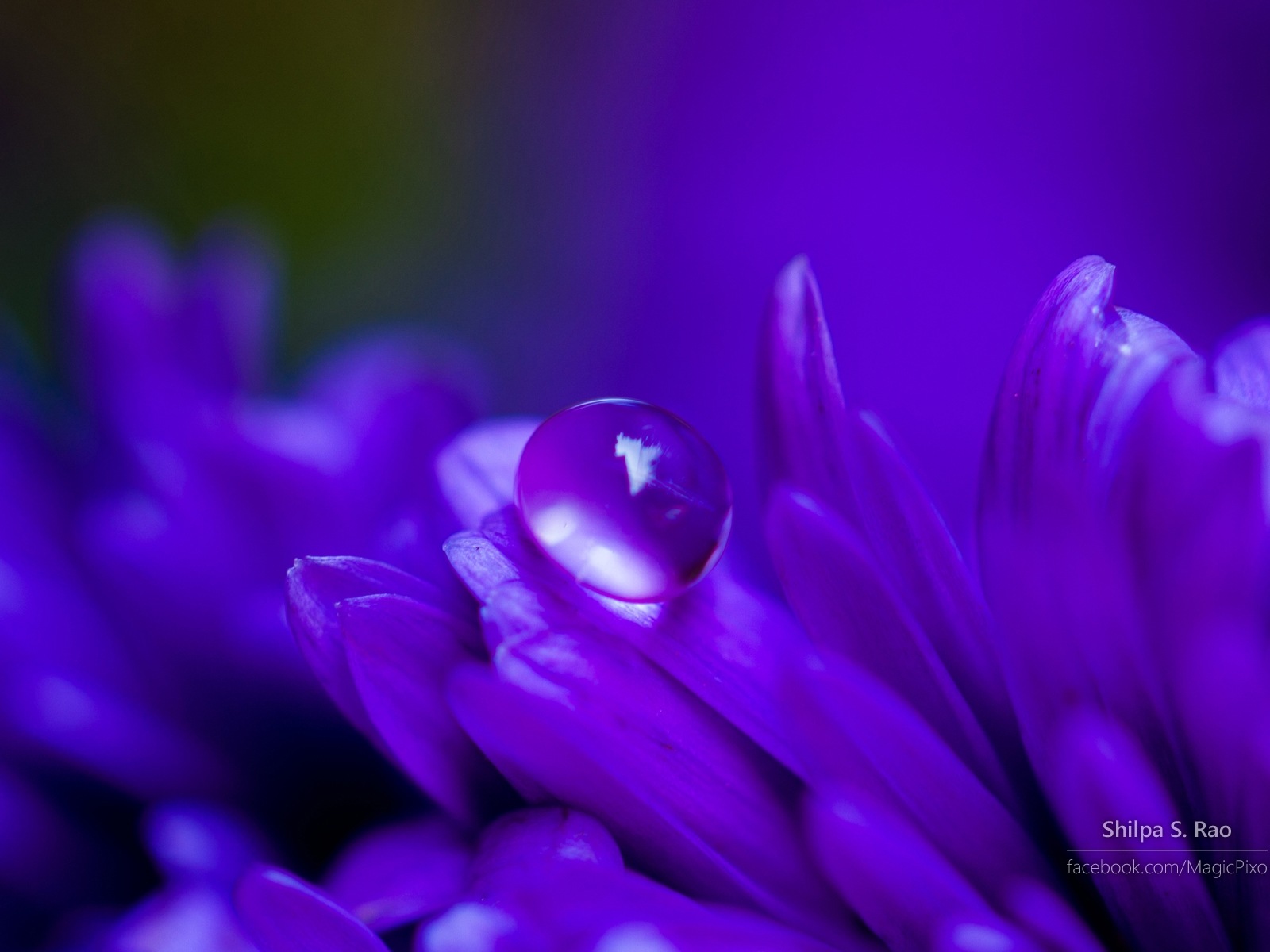 Flowers with dew close-up, Windows 8 HD wallpaper #2 - 1600x1200