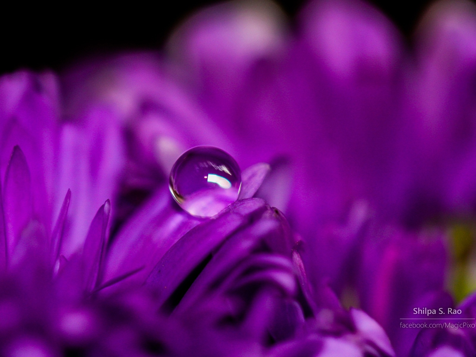 鮮花與露珠特寫，Windows 8 高清壁紙 #4 - 1600x1200