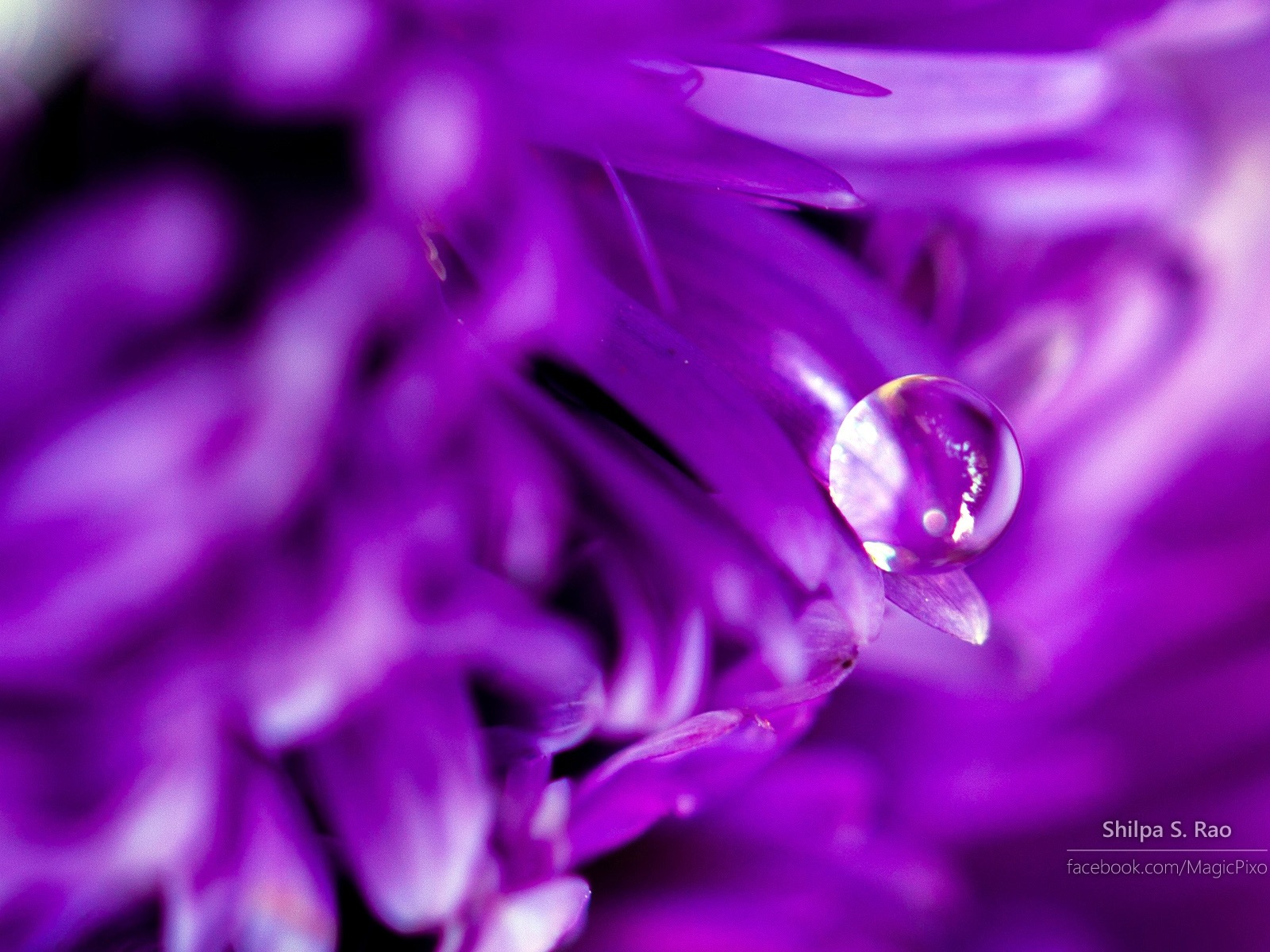 鮮花與露珠特寫，Windows 8 高清壁紙 #5 - 1600x1200