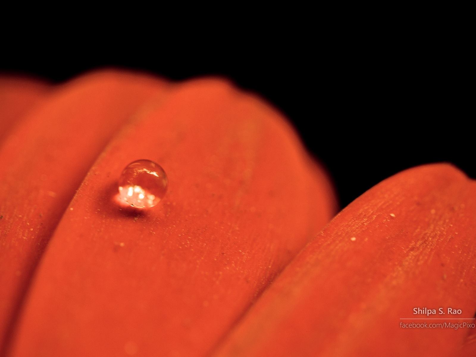 Flowers with dew close-up, Windows 8 HD wallpaper #6 - 1600x1200