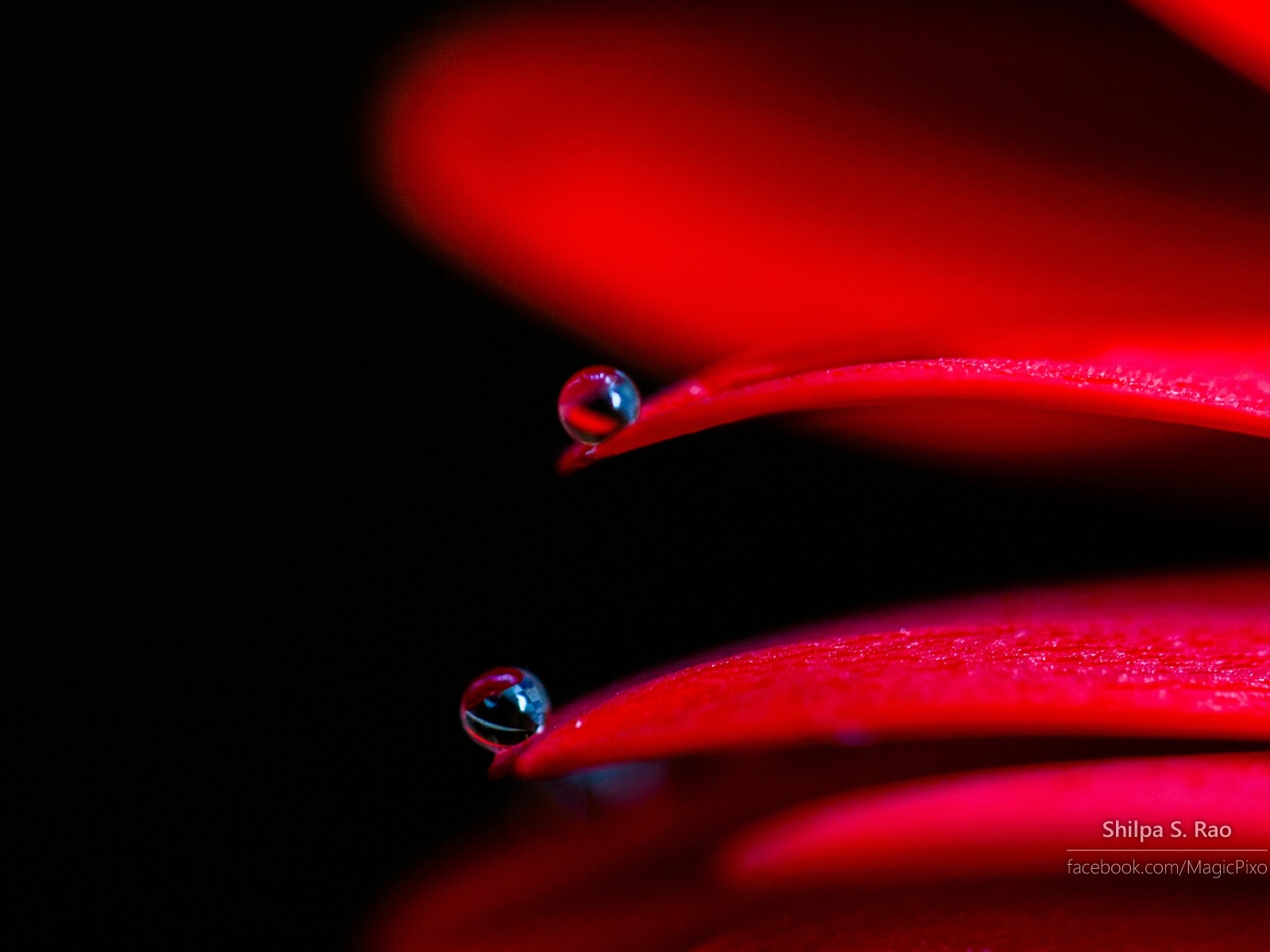 鮮花與露珠特寫，Windows 8 高清壁紙 #7 - 1600x1200