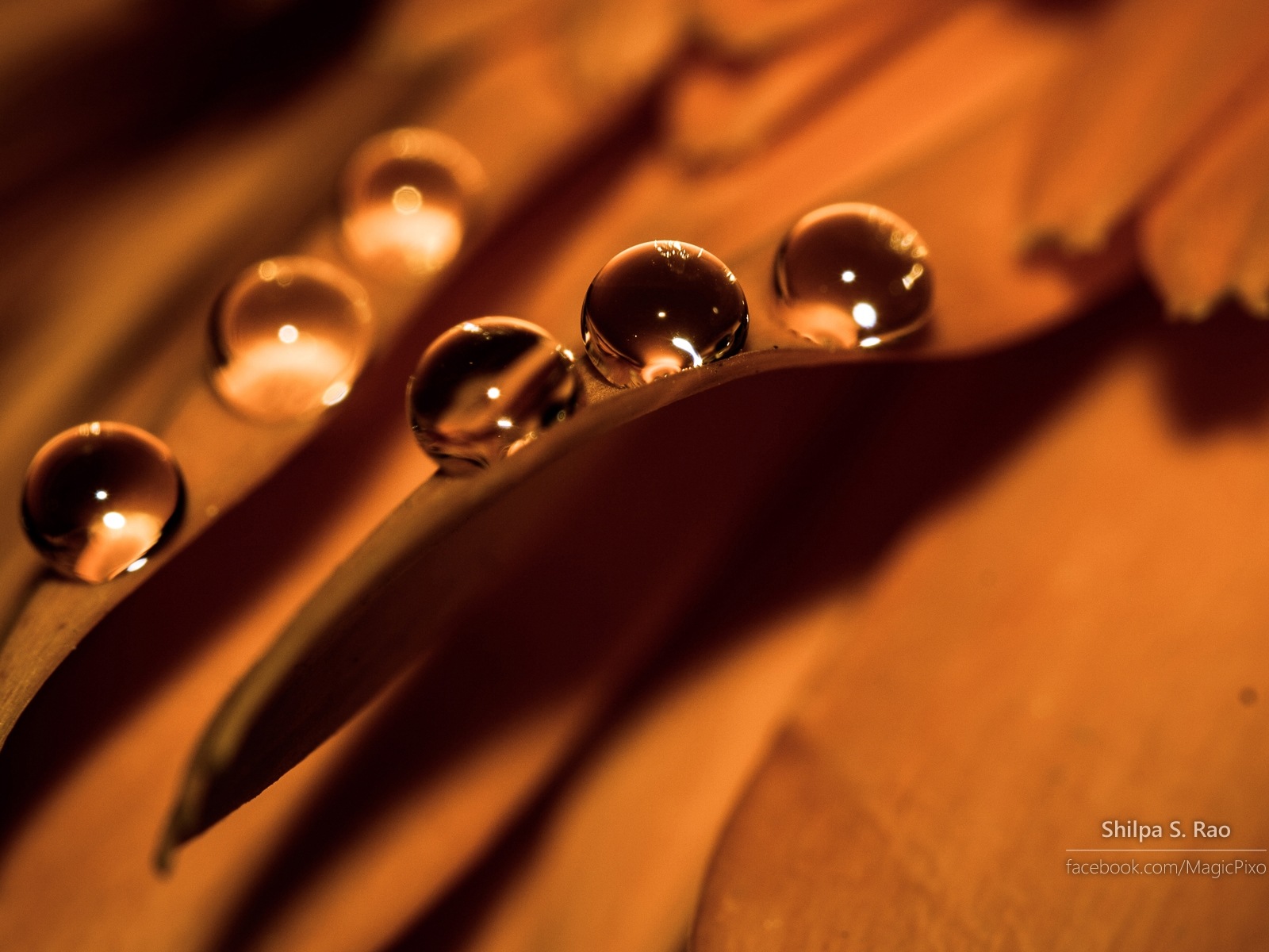 Flowers with dew close-up, Windows 8 HD wallpaper #10 - 1600x1200