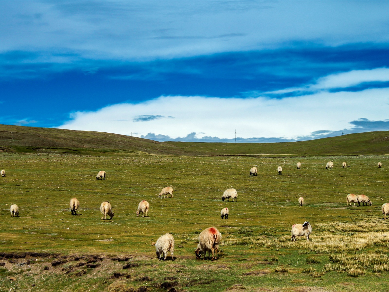 Qinghai Plateau beautiful scenery wallpaper #17 - 1600x1200