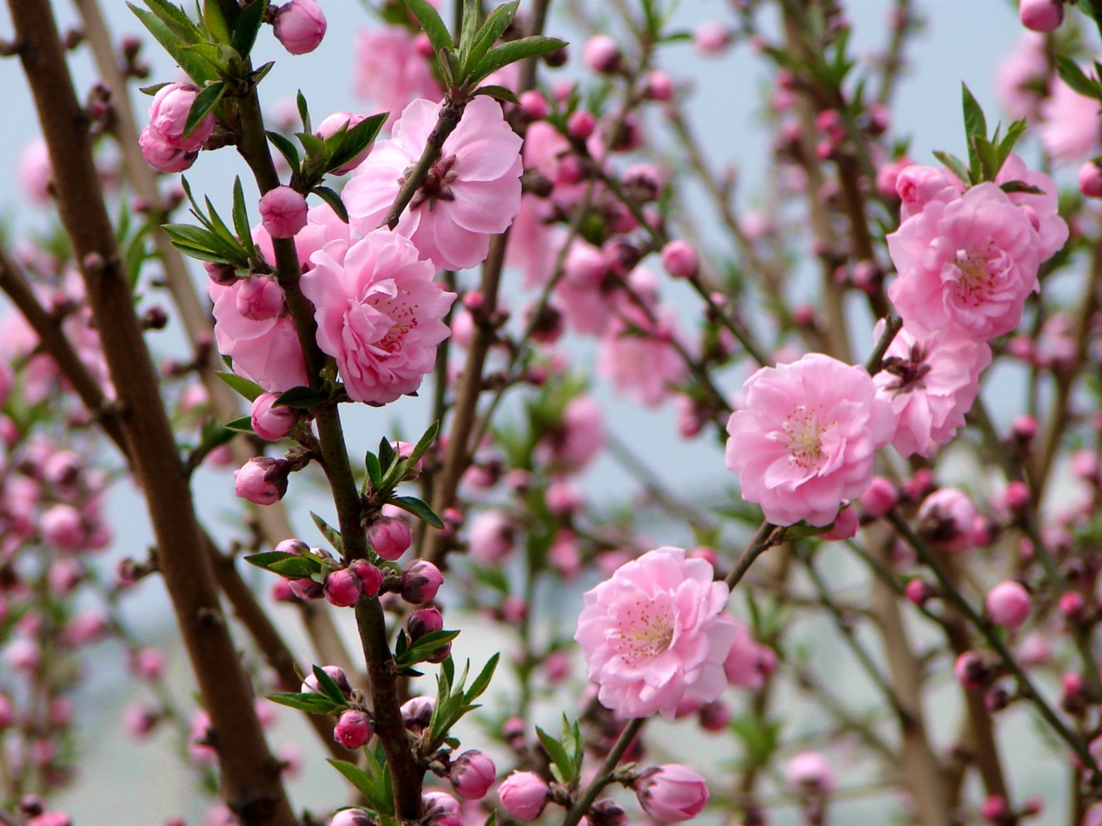 Pink peach flowers HD wallpaper #2 - 1600x1200