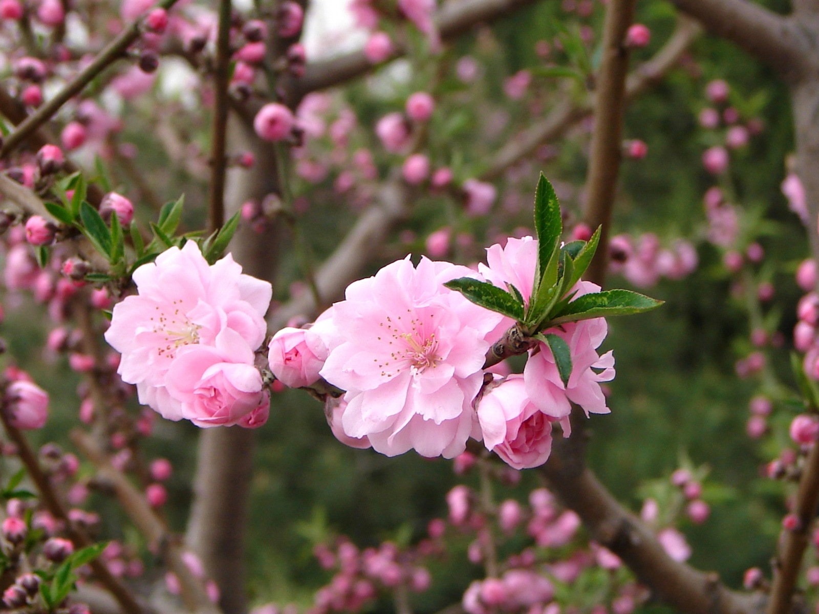 粉红的桃花 高清壁纸5 - 1600x1200