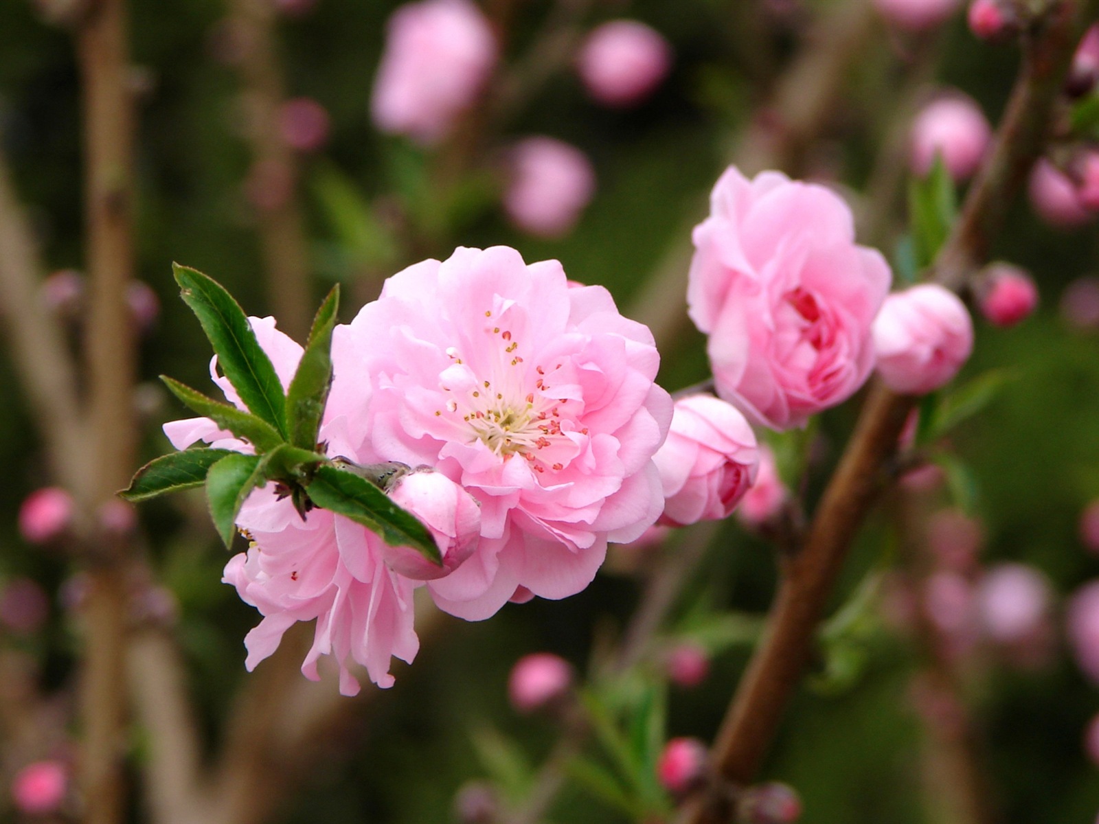 Pink peach flowers HD wallpaper #7 - 1600x1200