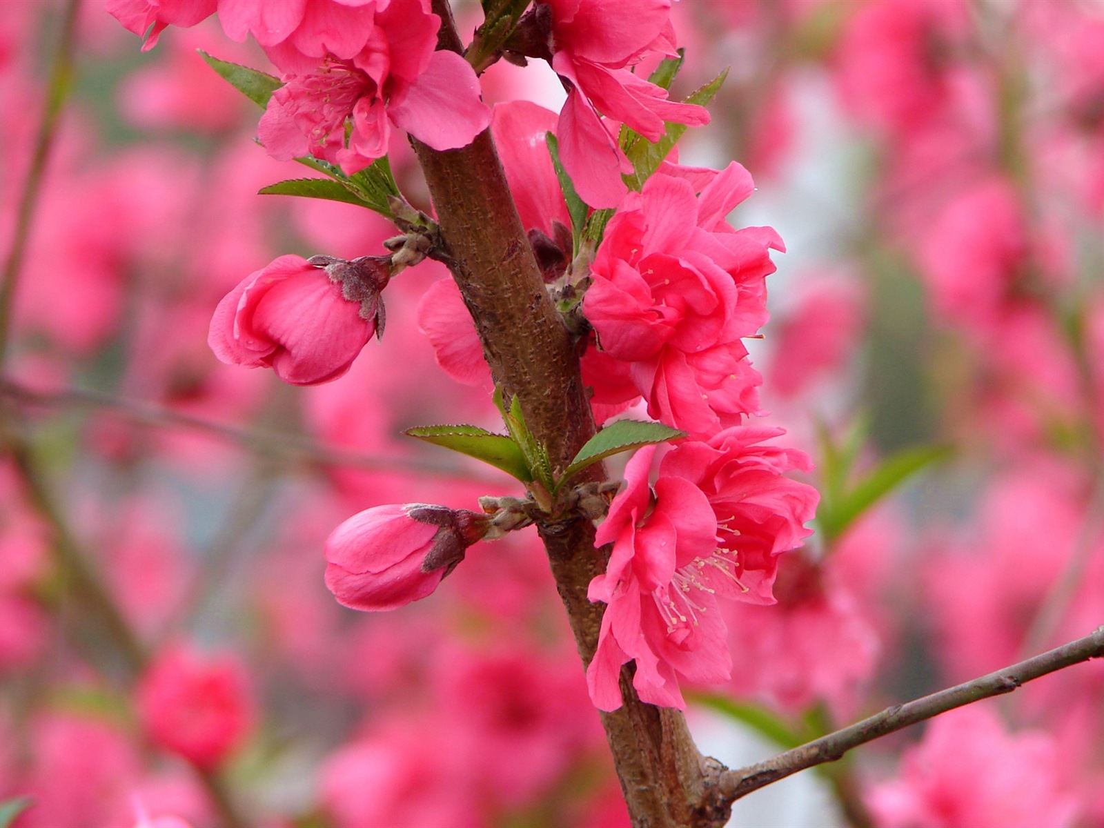 Pink peach flowers HD wallpaper #8 - 1600x1200