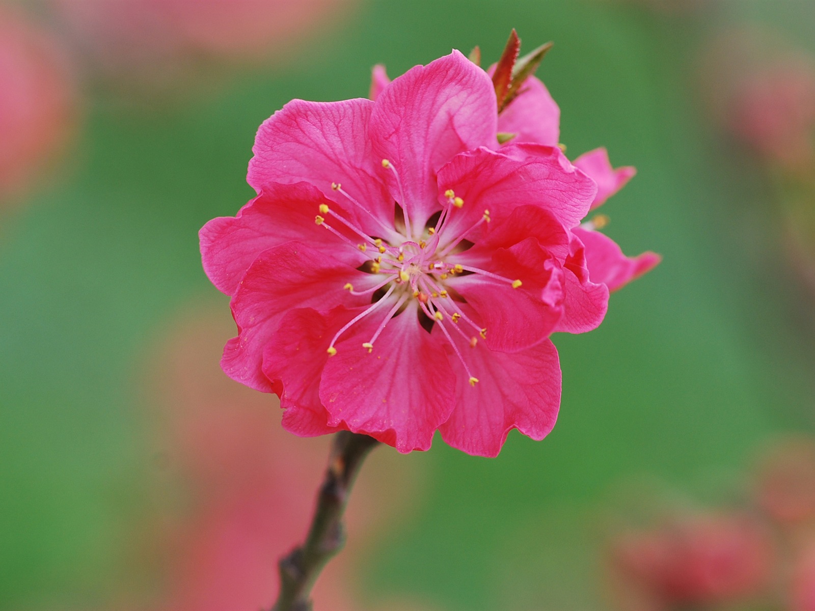 粉紅的桃花 高清壁紙 #17 - 1600x1200