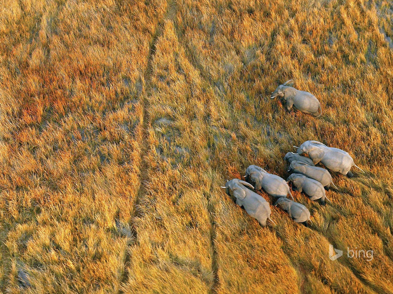 2014年10月必應動物主題壁紙 #3 - 1600x1200