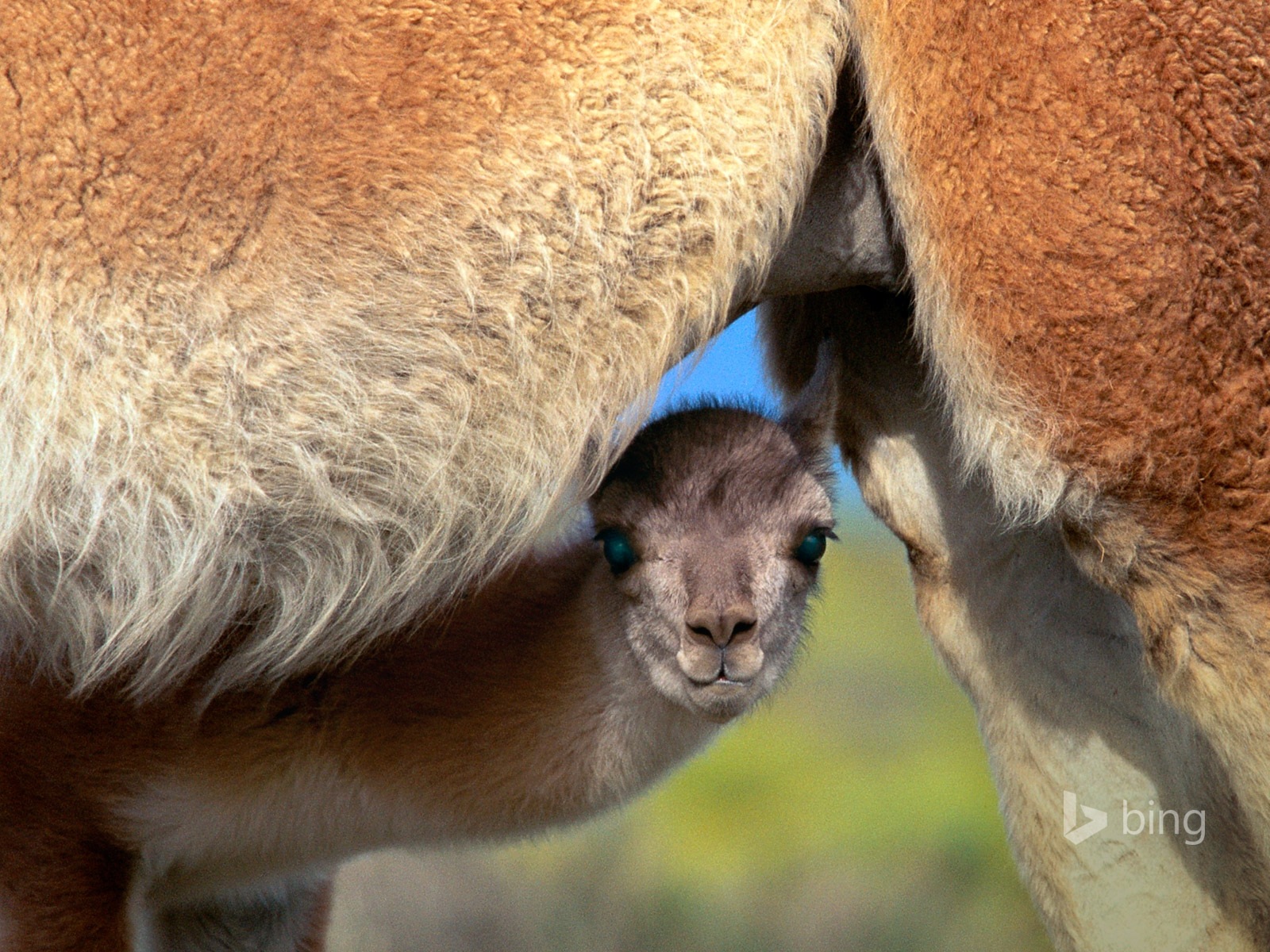 October 2014 Bing animal theme wallpaper #4 - 1600x1200