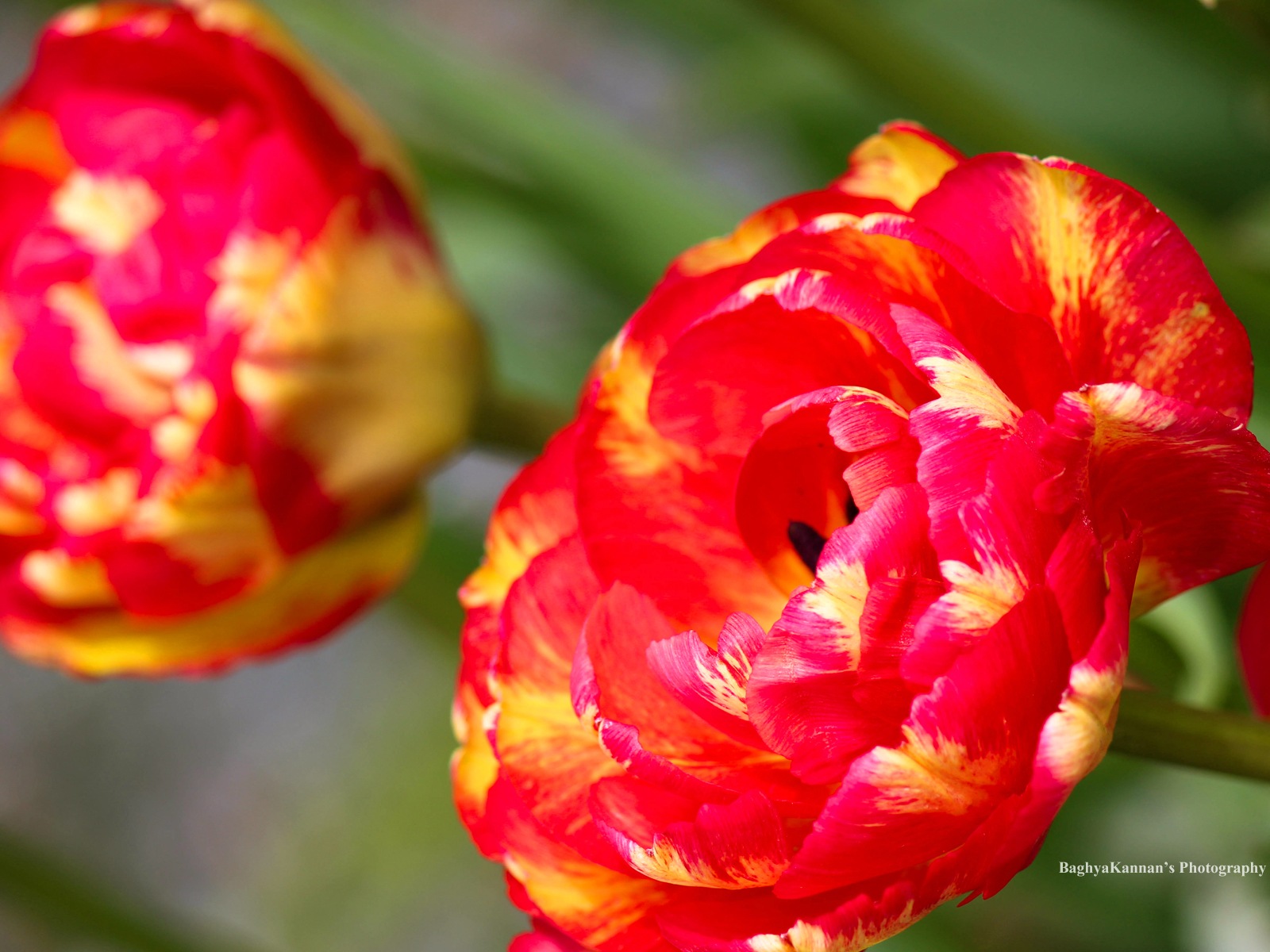 Belles fleurs de tulipes, de Windows 8 fonds d'écran HD à thème #3 - 1600x1200