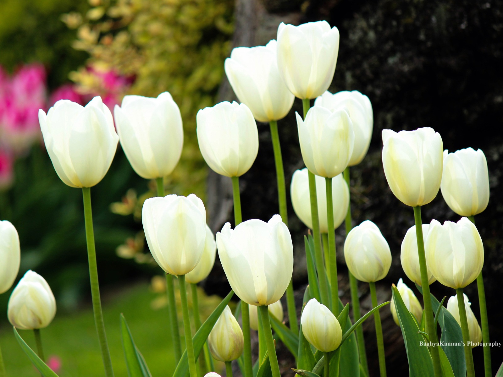 Belles fleurs de tulipes, de Windows 8 fonds d'écran HD à thème #7 - 1600x1200
