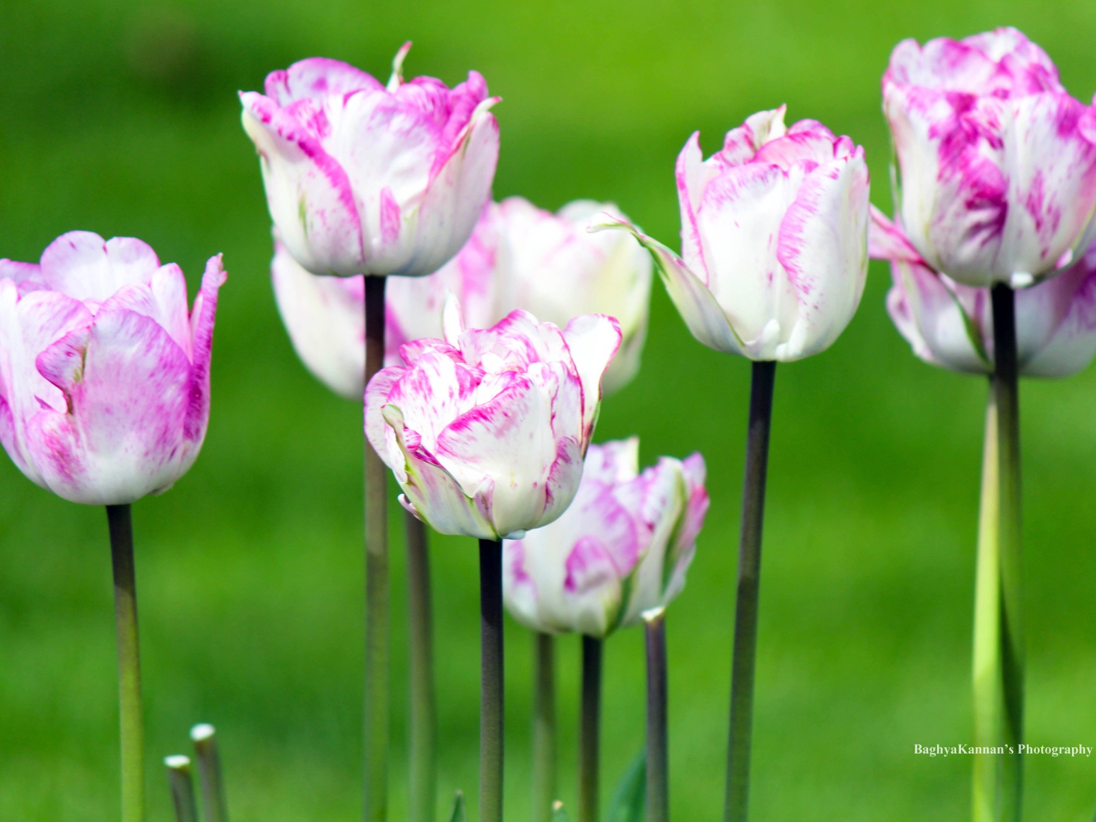 Belles fleurs de tulipes, de Windows 8 fonds d'écran HD à thème #9 - 1600x1200