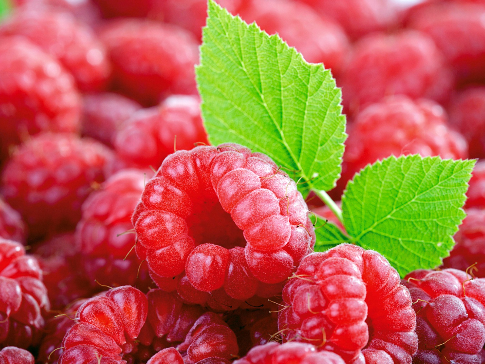 Fondos de pantalla de alta definición de frambuesa roja dulces #1 - 1600x1200