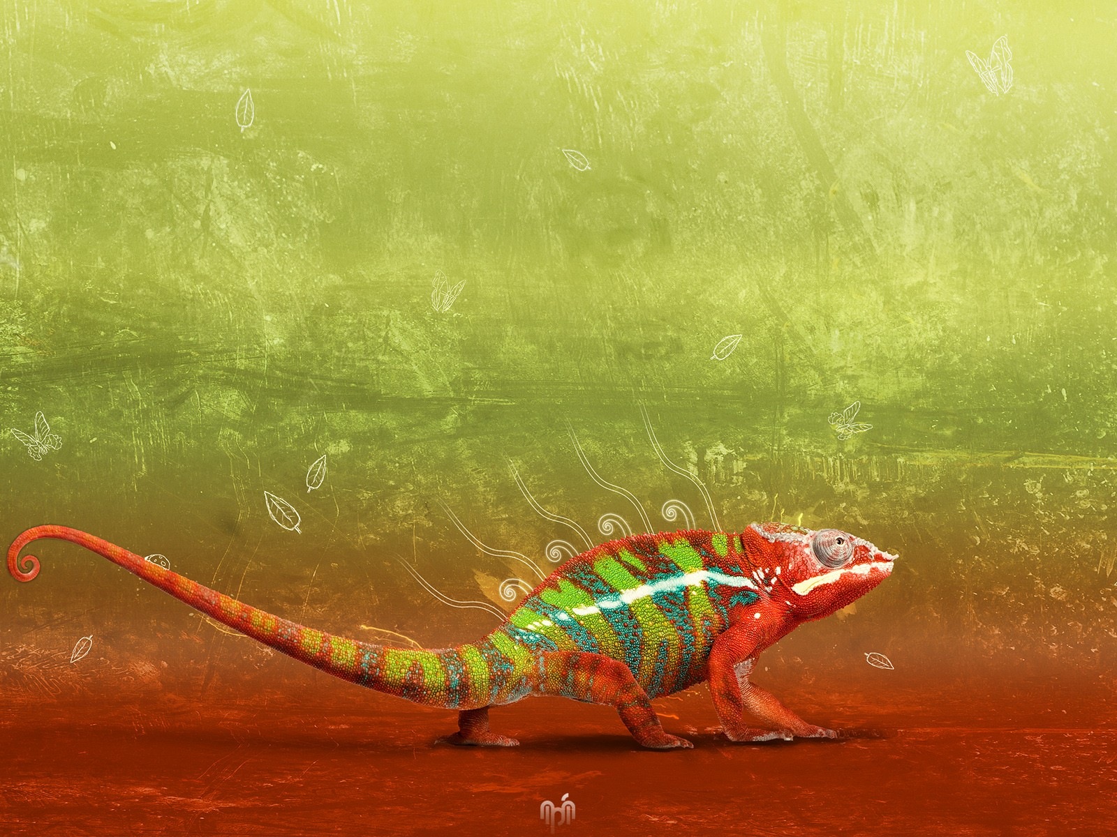 Barevné zvířat chameleon HD tapety na plochu #5 - 1600x1200