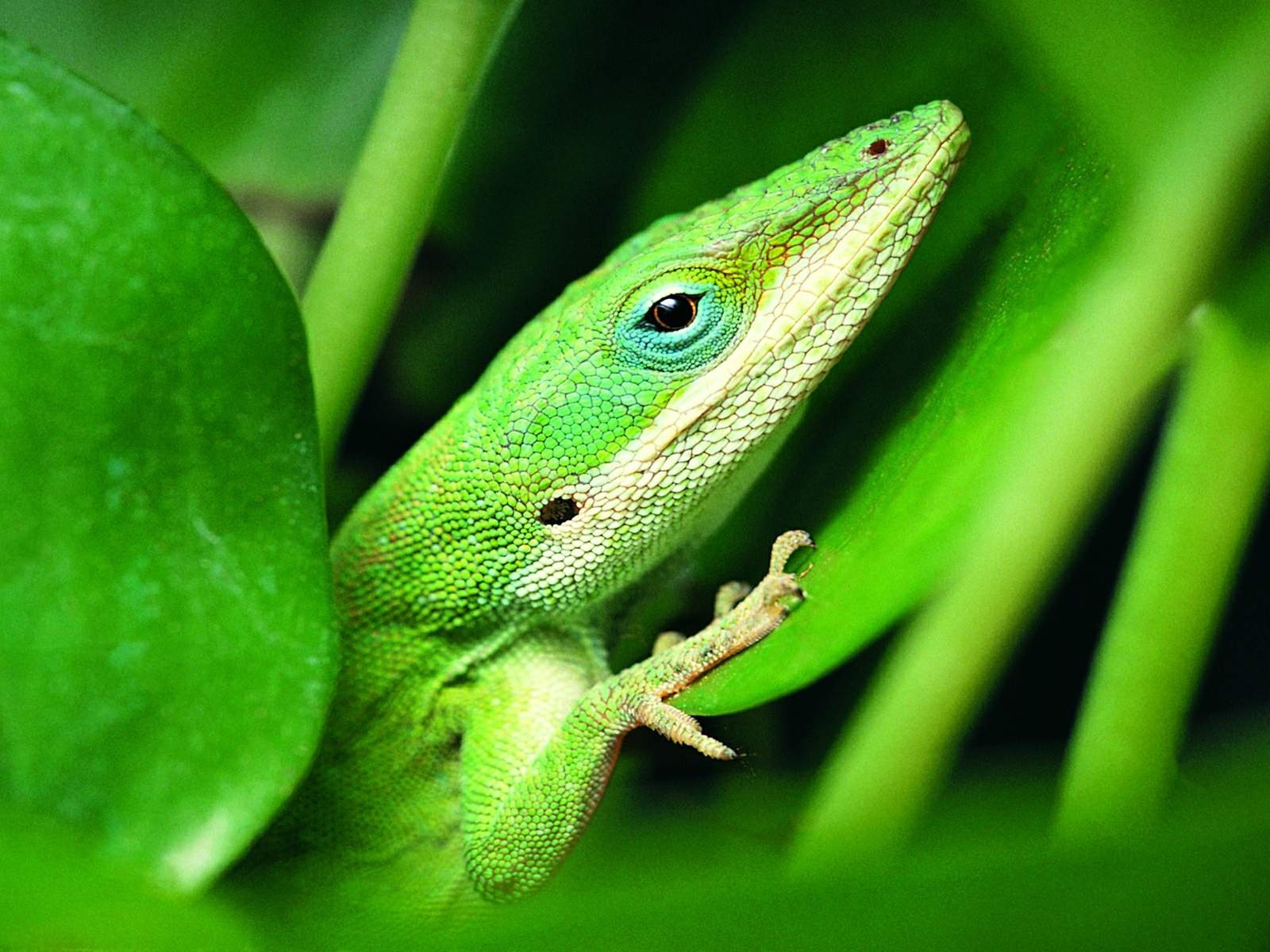 Barevné zvířat chameleon HD tapety na plochu #17 - 1600x1200
