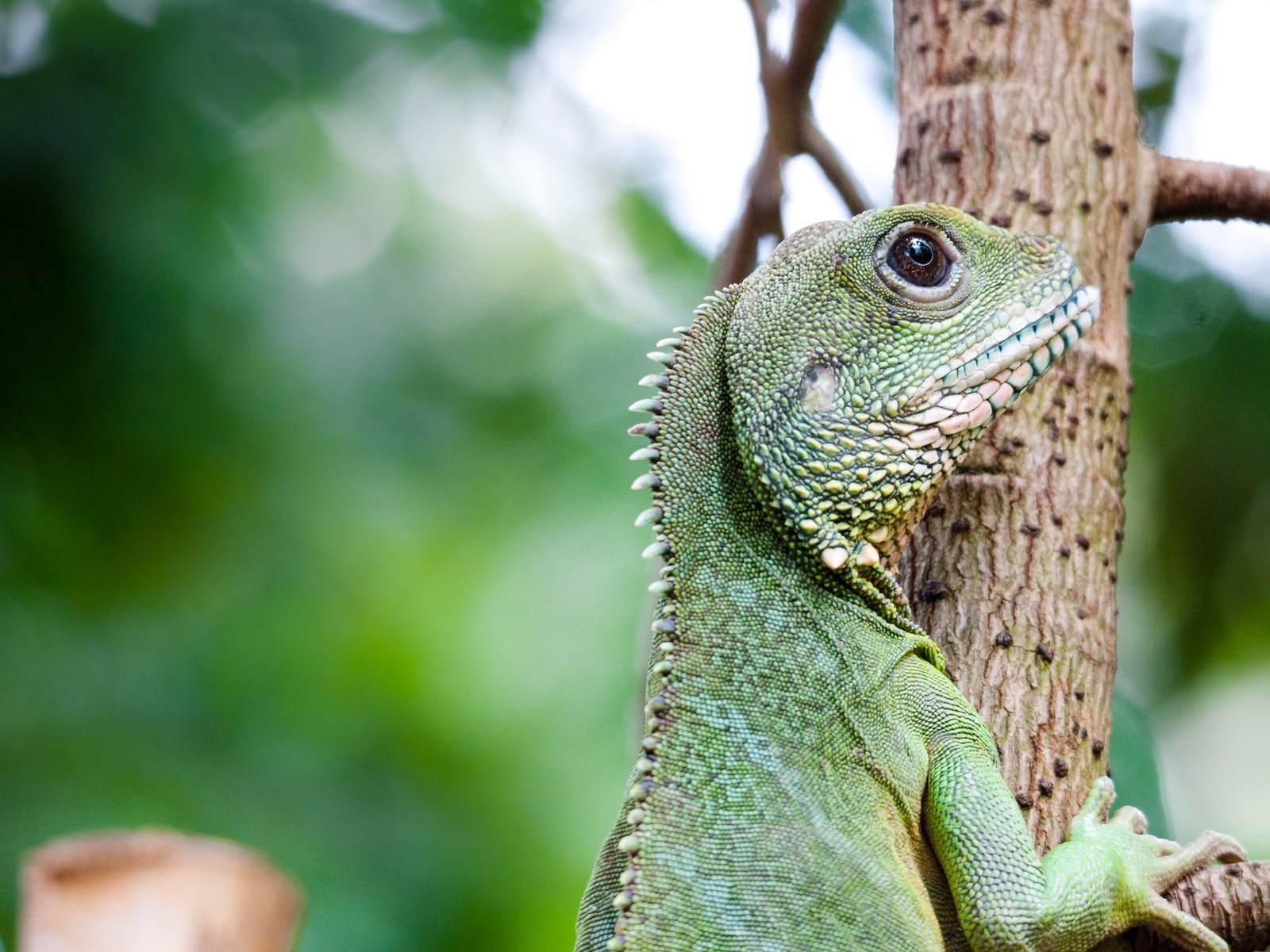 Animaux Fonds d'écran coloré caméléon HD #18 - 1600x1200