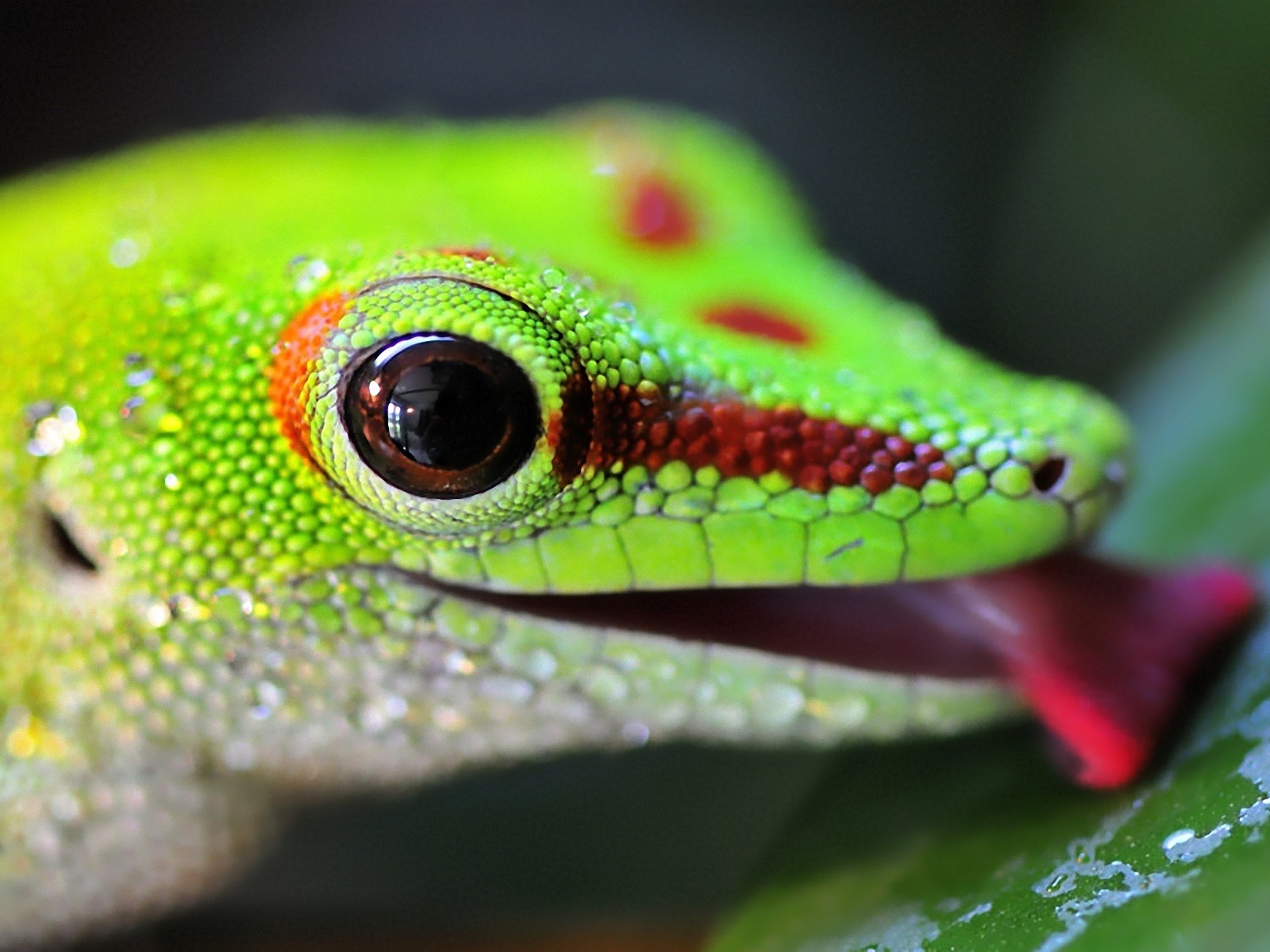 Barevné zvířat chameleon HD tapety na plochu #19 - 1600x1200
