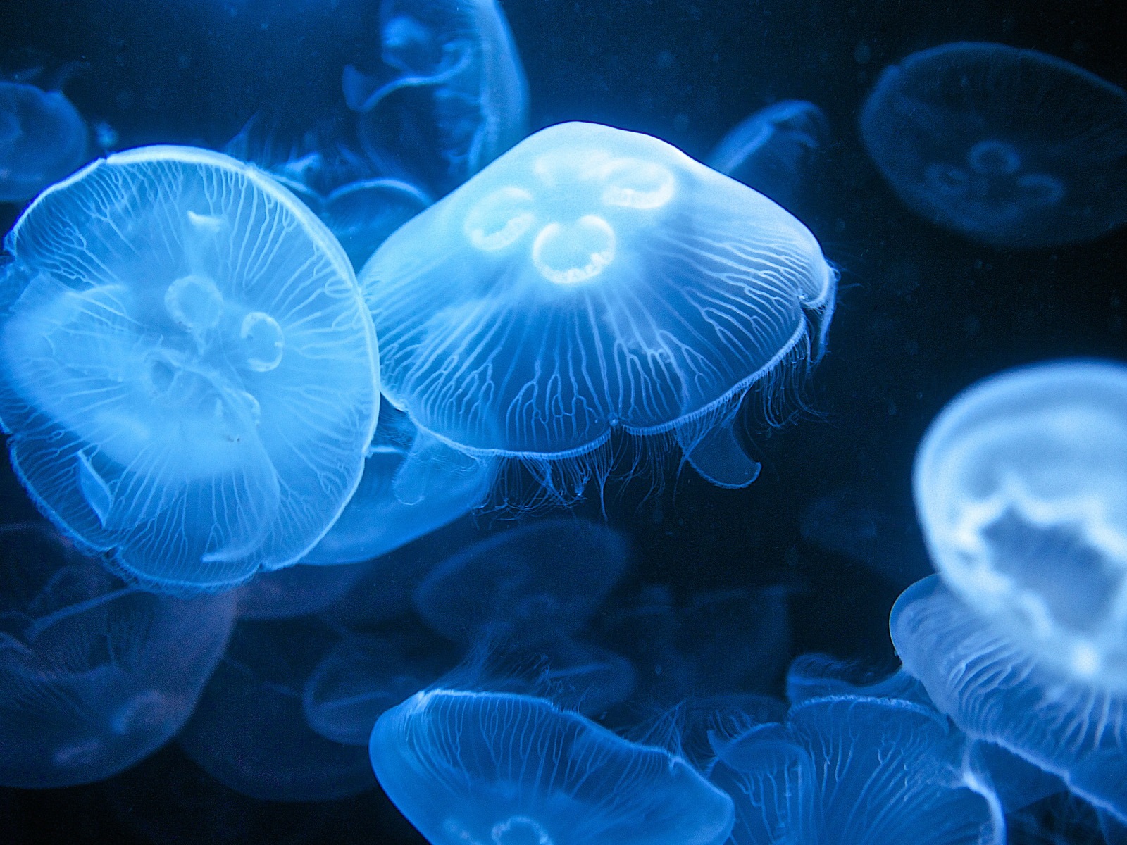 Windows 8 主題壁紙，水母 #19 - 1600x1200