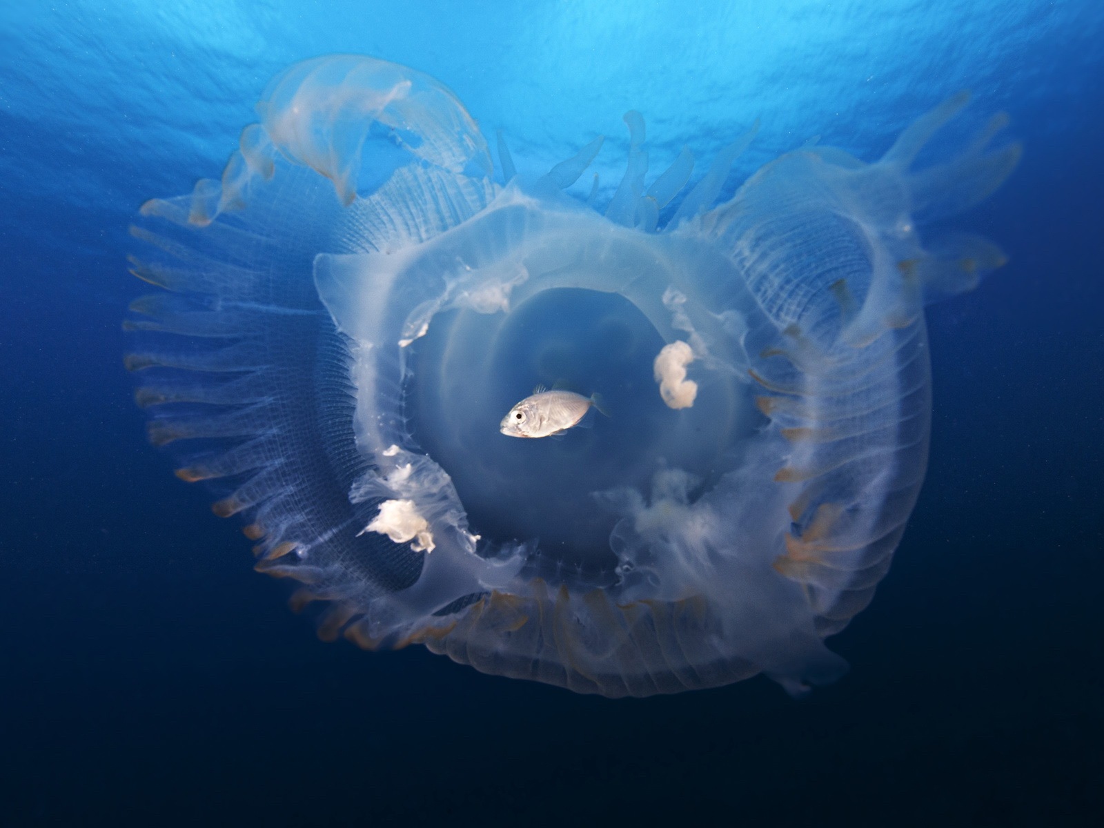 Windows 8 主題壁紙，水母 #20 - 1600x1200