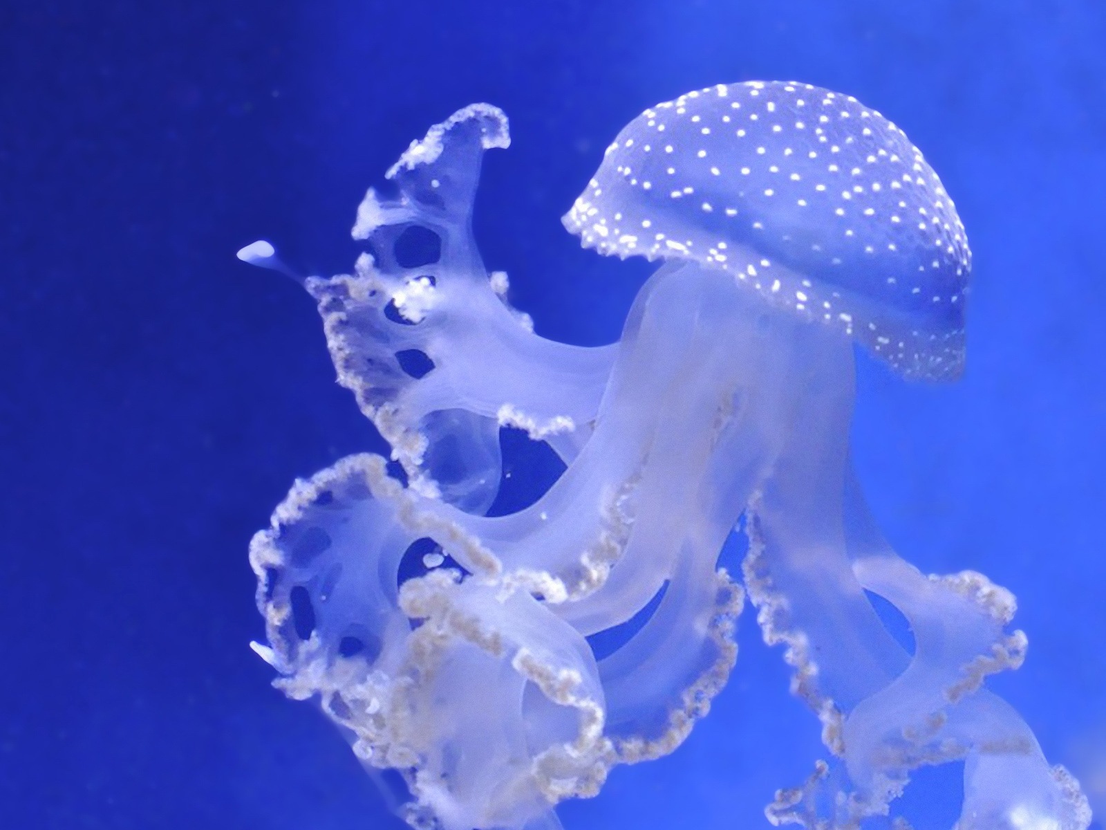 Windows 8 主題壁紙，水母 #22 - 1600x1200