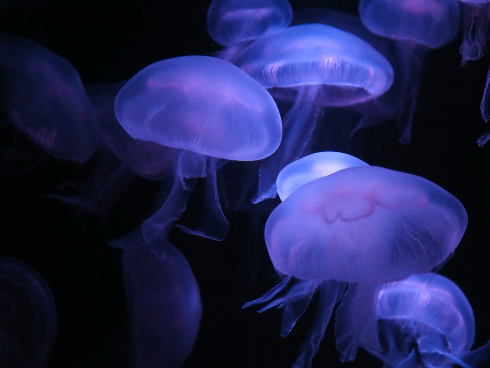 Windows 8 主題壁紙，水母 #24 - 1600x1200