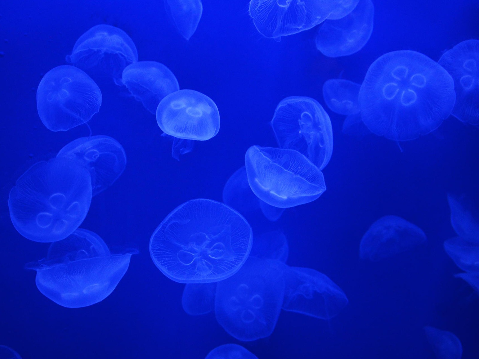 Windows 8 主題壁紙，水母 #25 - 1600x1200