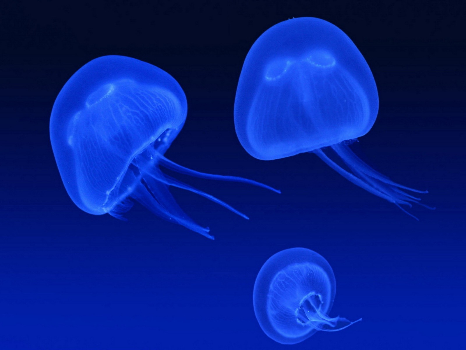 Windows 8 theme wallpaper, jellyfish #26 - 1600x1200