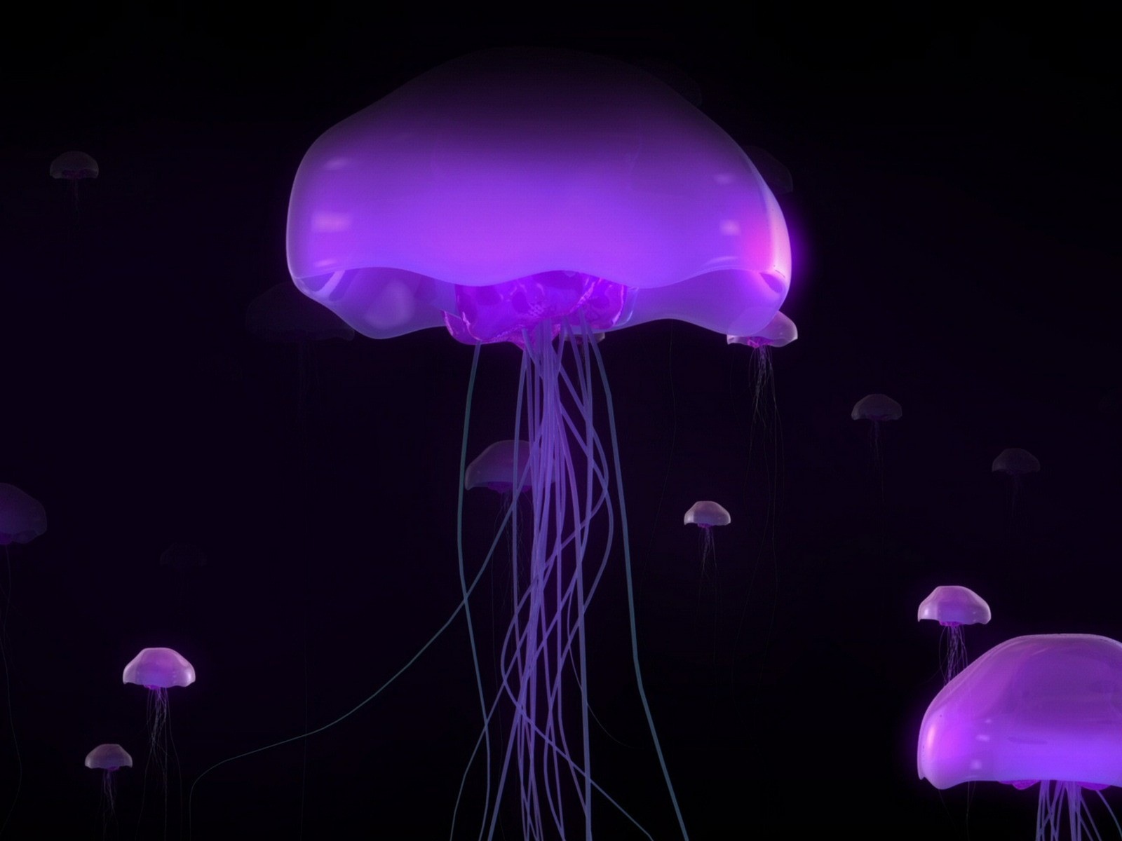 Windows 8 主題壁紙，水母 #27 - 1600x1200