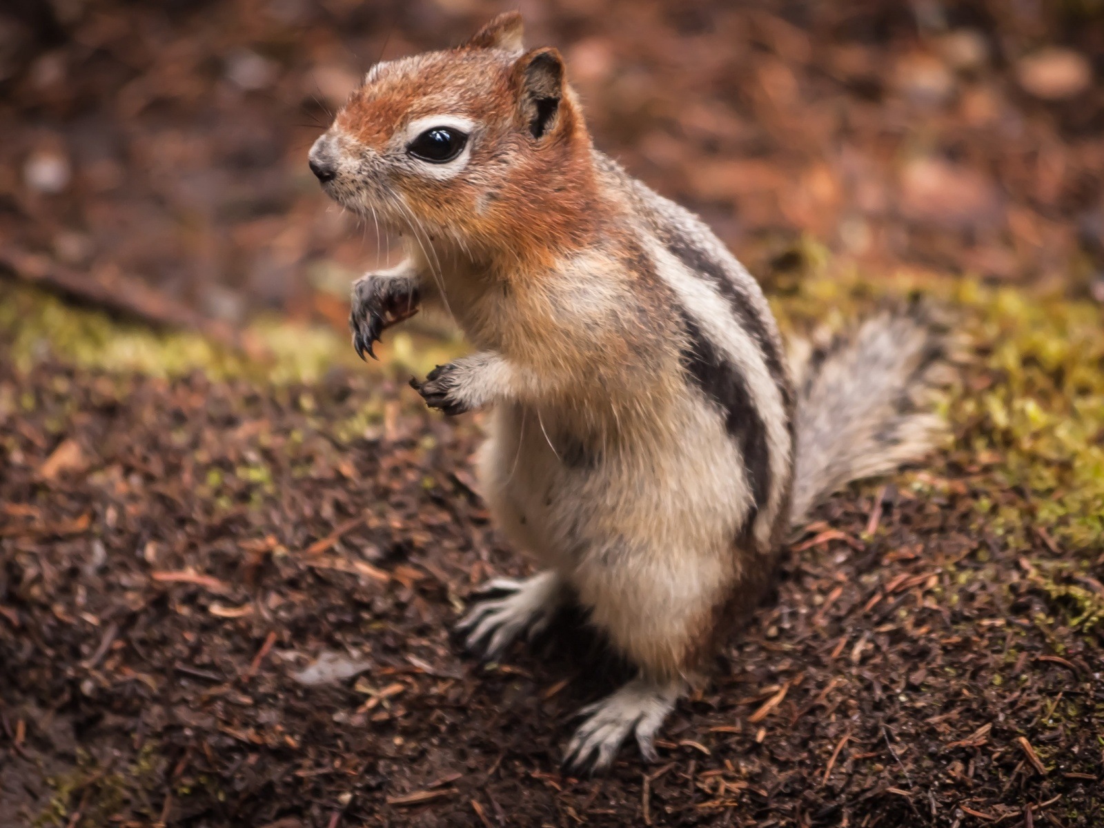 Animal close-up, cute squirrel HD wallpapers #2 - 1600x1200