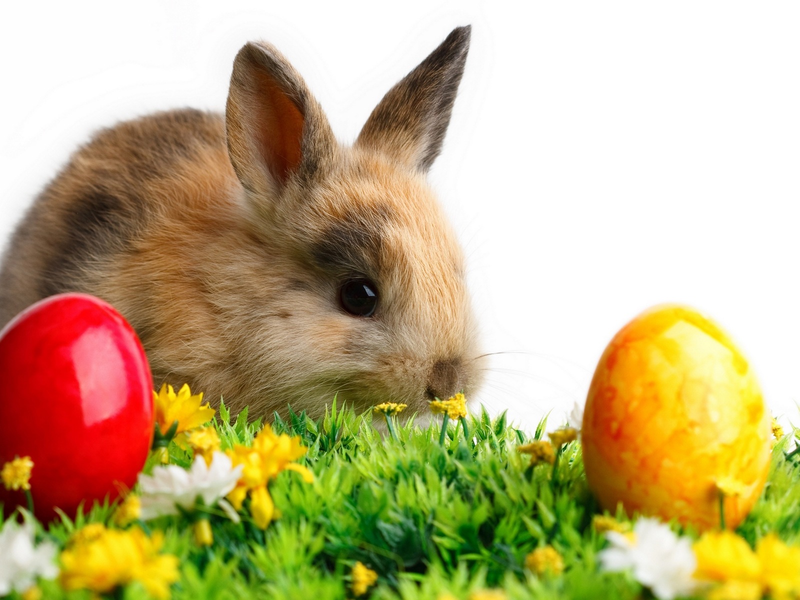 Furry animals, cute bunny HD wallpapers #4 - 1600x1200
